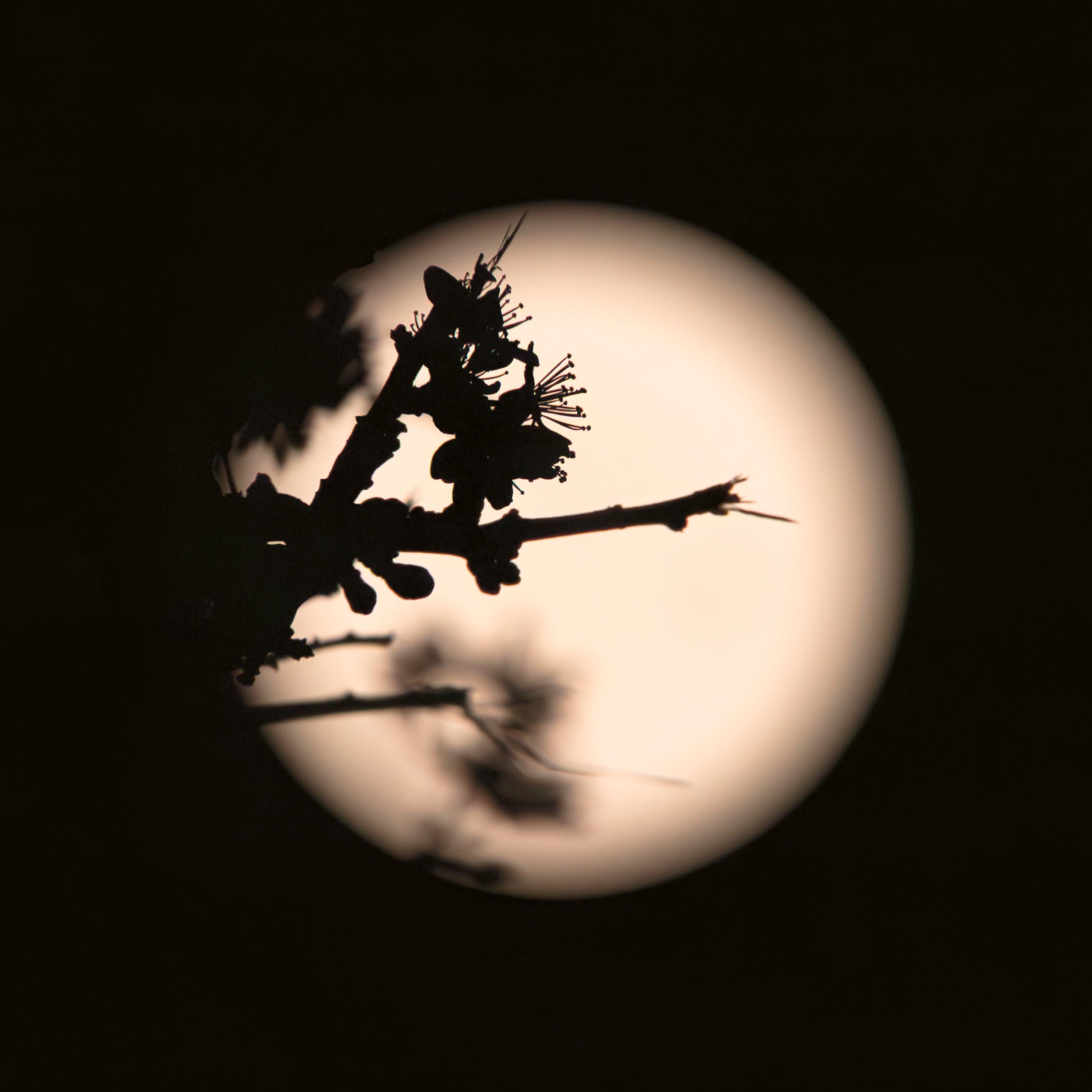 Lune rose, épine noire (I)  Photo unique Botanique Floral Minimaliste Noir en vente 2