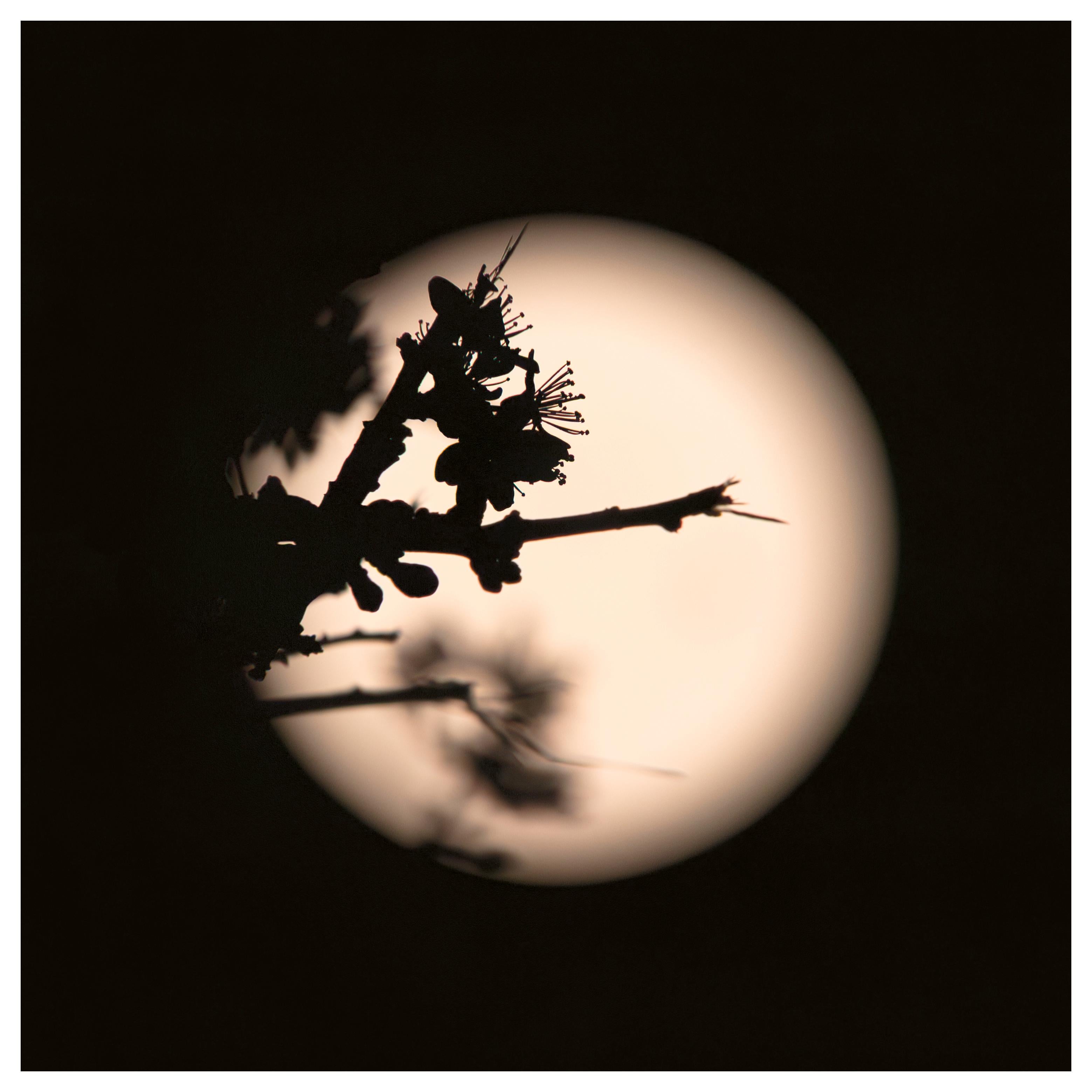 'Pink Moon, Black Thorn (I)'  Unique Photo Botanical Floral Minimalist Black