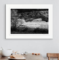 'Presence' Limited edition photograph. Ranch Horses Valley Trees Landscape