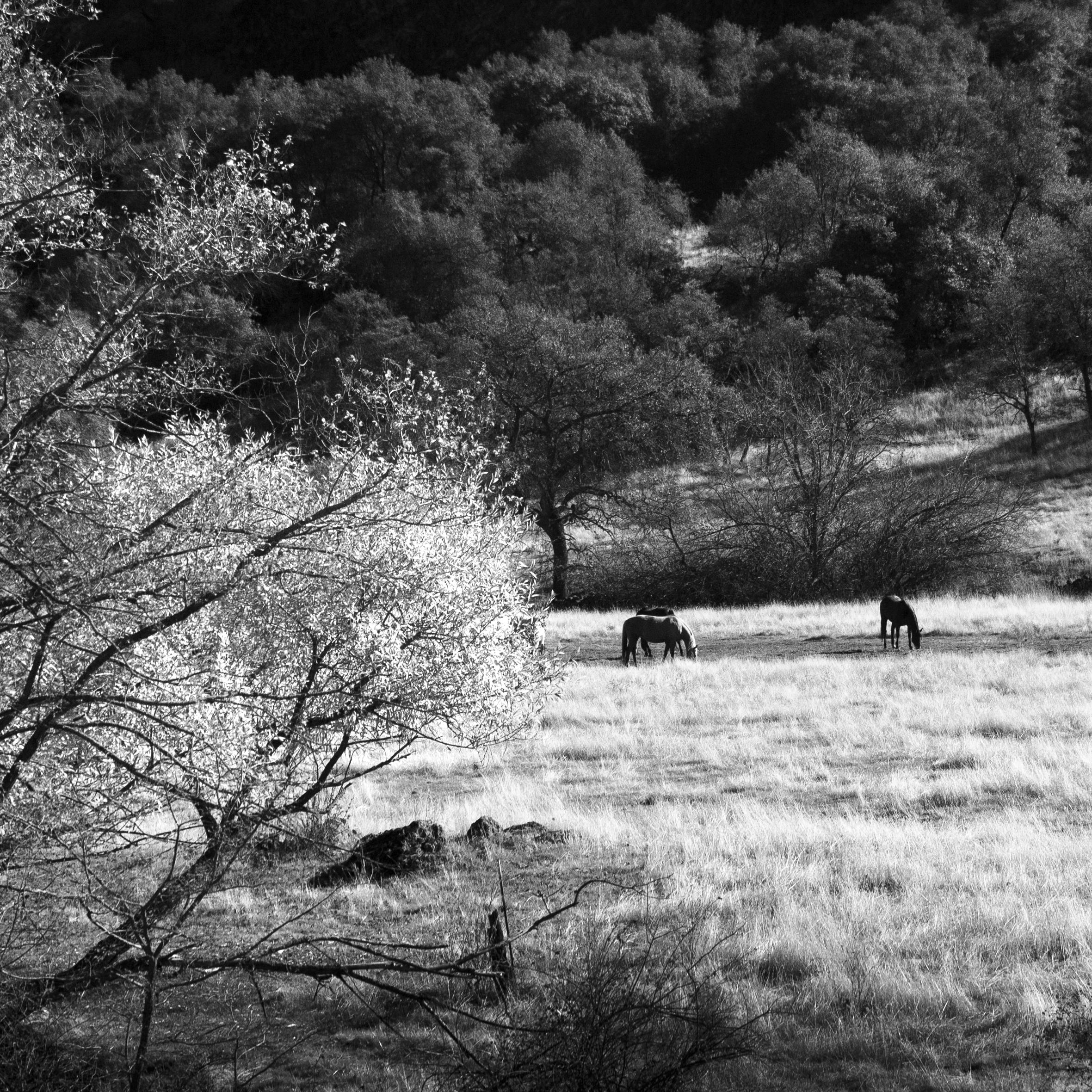 Présence 
Edition limitée (1 sur 25) Photographie d'archive. Non encadré.
_________________
Sérénité du matin, capturée dans la paix et la tranquillité d'un paysage pastoral californien.
Les photographies poétiques de Sophia sont une exploration de