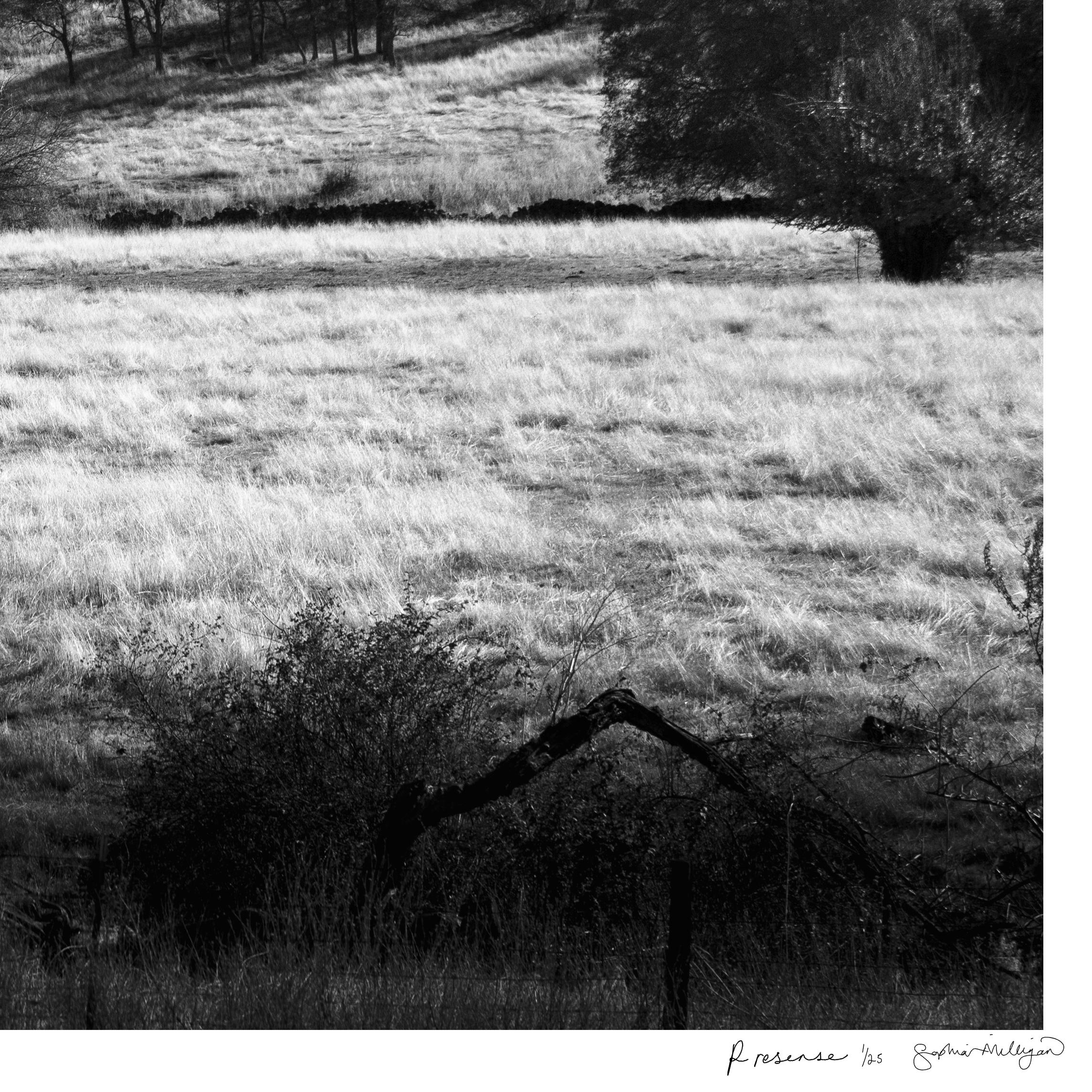 'Presence' Limited edition photograph. Ranch Horses Valley Trees Landscape - Contemporary Photograph by Sophia Milligan