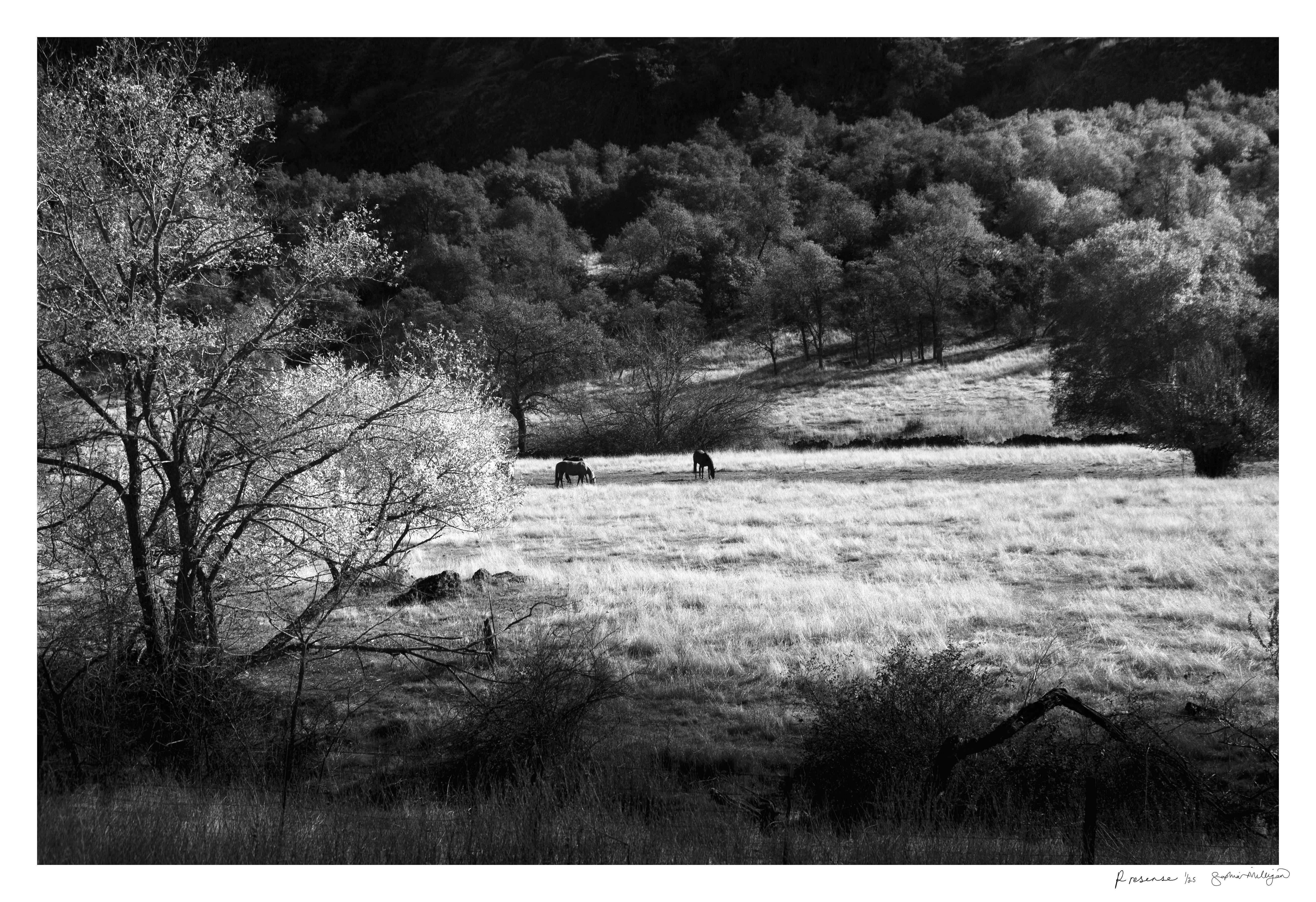 Presence" Fotografie in limitierter Auflage. Ranch-Pferde-Tal-Bäume-Landschaft