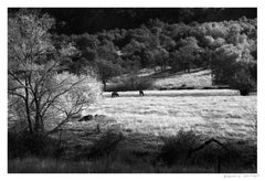 'Presence' Limited edition photograph. Ranch Horses Valley Trees Landscape