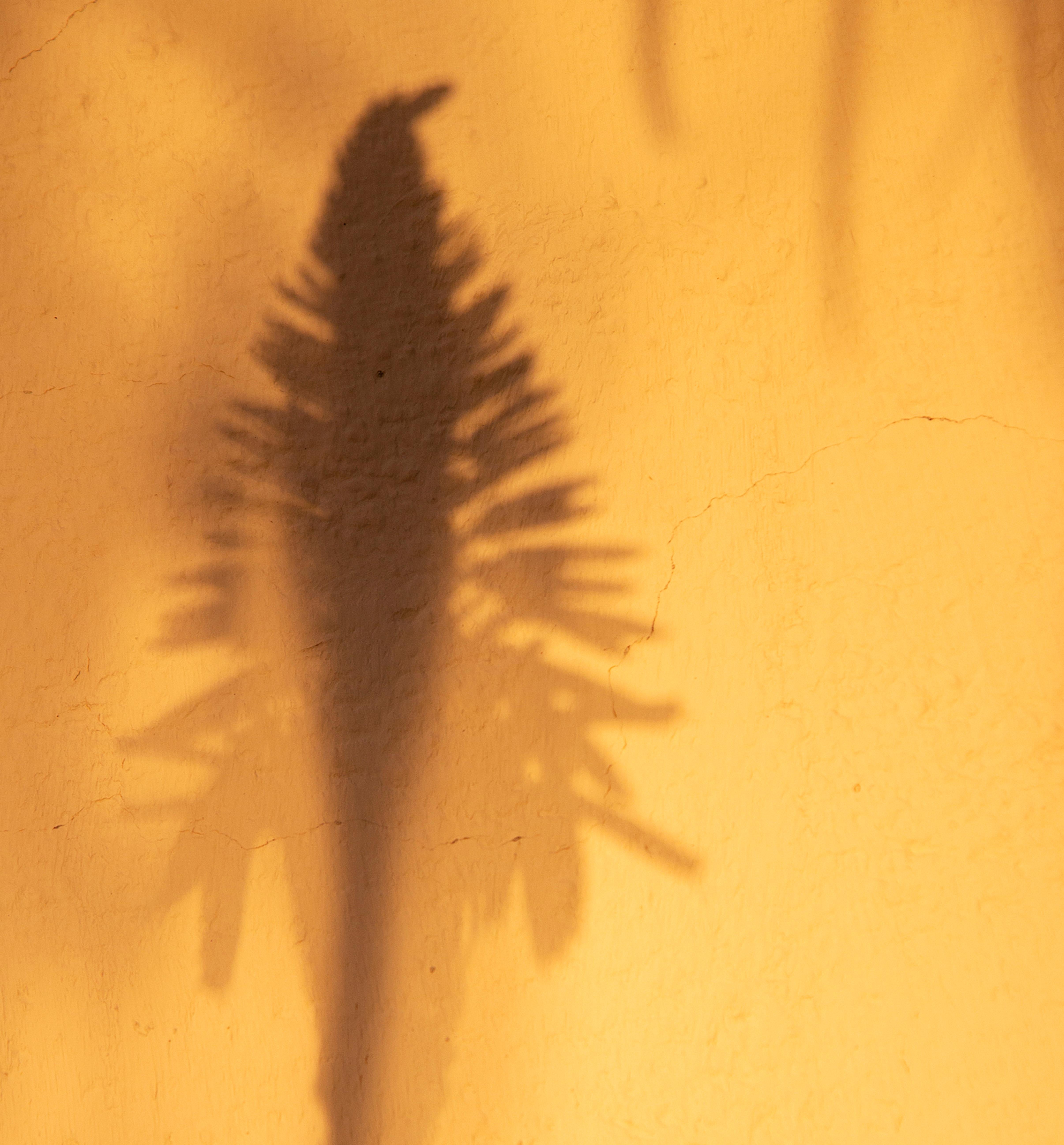 'Sombras Doradas (4)' Large Scale Photo, Desert Silhouette Sunset Yellow Gold - Contemporary Photograph by Sophia Milligan