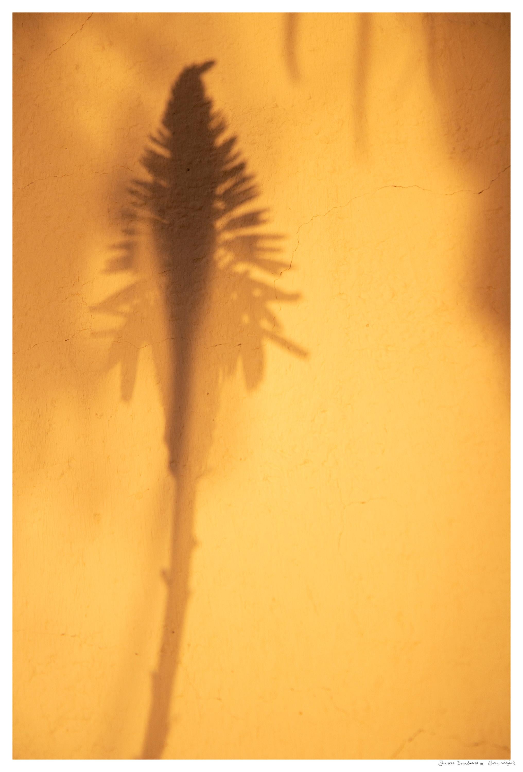 'Sombras Doradas (4)'
Limited edition archival photograph. Unframed, hand signed and numbered
_________________
Shadows painted on the finca wall: low December sun, golden, luminous, casting soft silhouettes through the aperture of the Eucalyptus