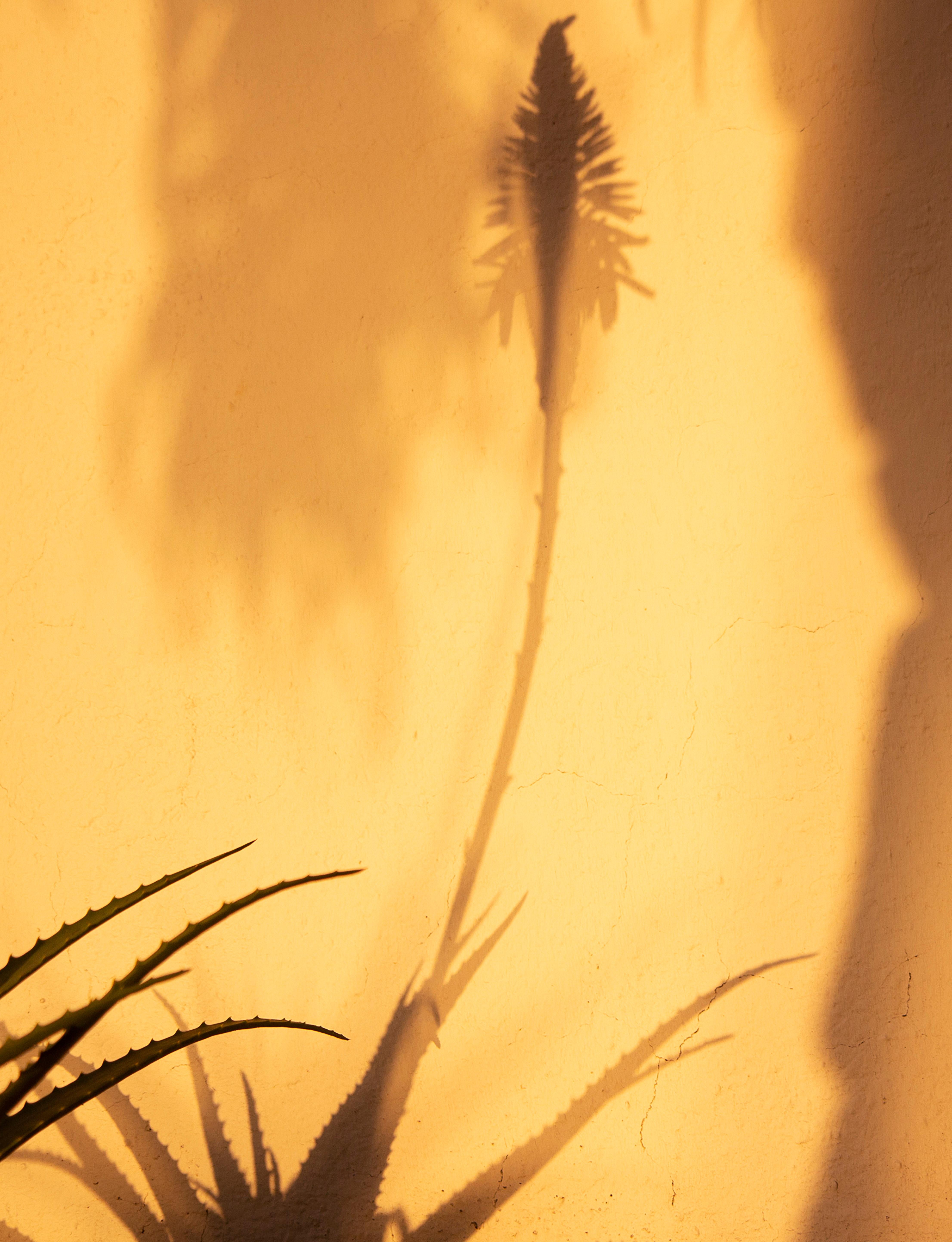 Sombras Doradas (5)' Großformatiges Foto, Wüsten-Silhouette Sonnenuntergang Gelbgold – Photograph von Sophia Milligan