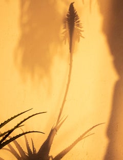 Sombras Doradas (5)' Großformatiges Foto, Wüsten-Silhouette Sonnenuntergang Gelbgold