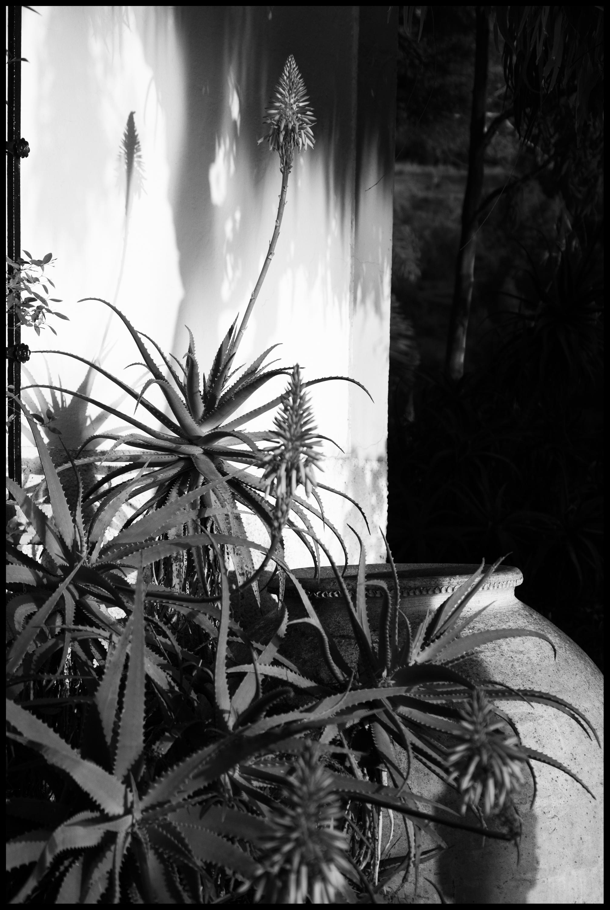 Sombras Pintadas" Zeitgenössische Foto-Silhouette Schatten Spanisch monochrom – Photograph von Sophia Milligan