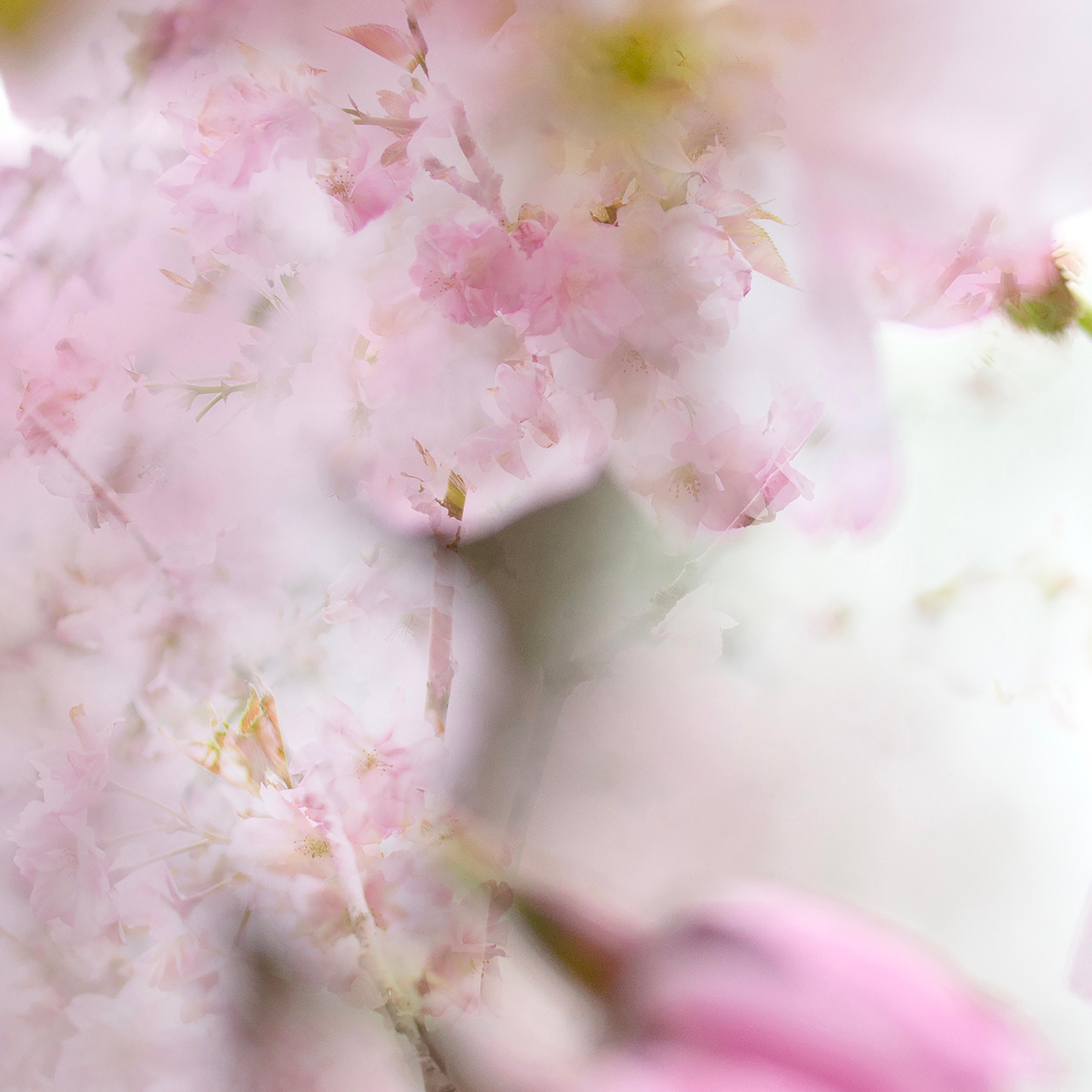 Großformatige Fotografie „Frühling couplet“ Kirschblüten-Sakura-Blumen in Weiß und Rosa (Grau), Color Photograph, von Sophia Milligan