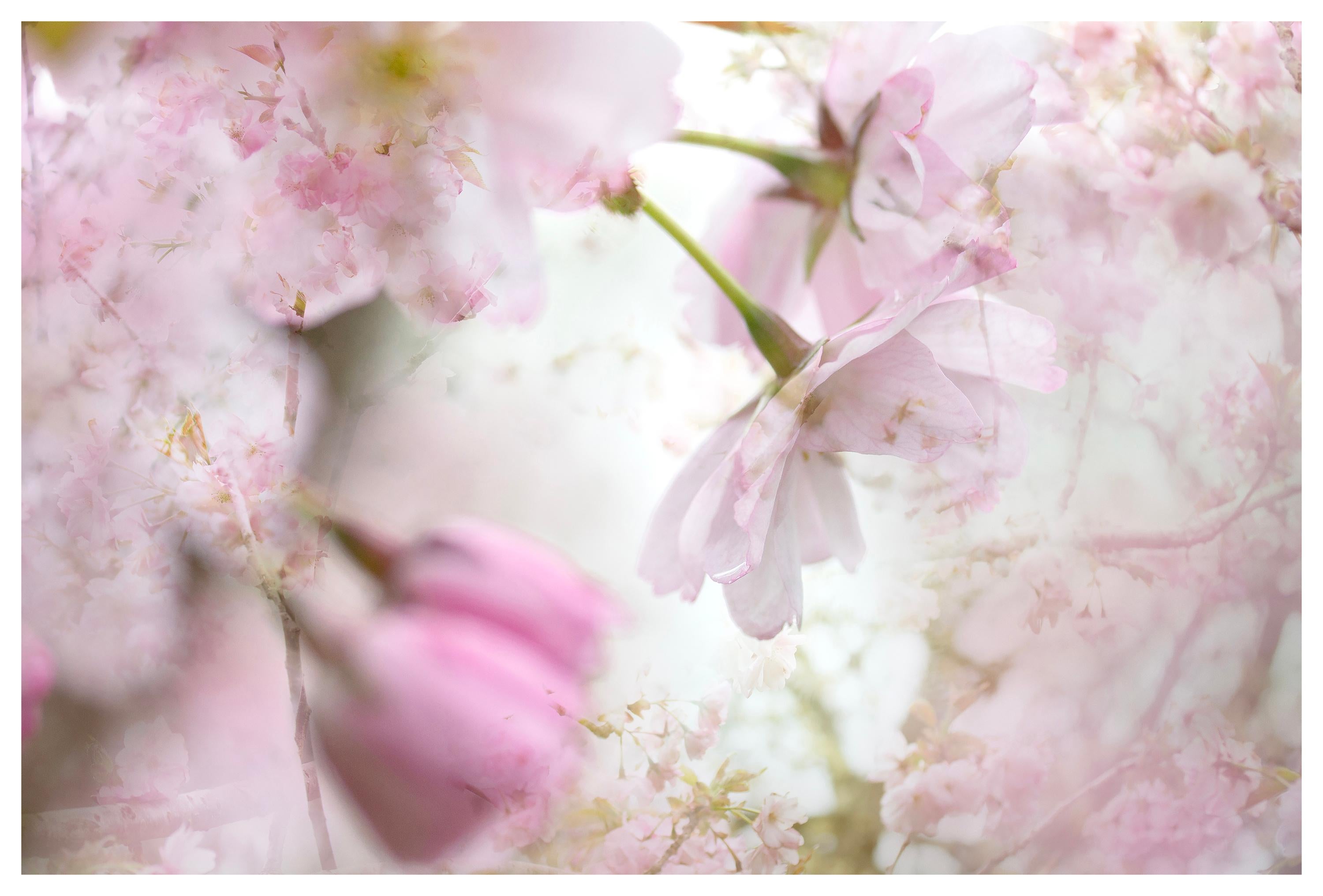 Sophia Milligan Color Photograph - 'Spring couplet' Large Scale Photograph Cherry blossom Sakura flowers white pink