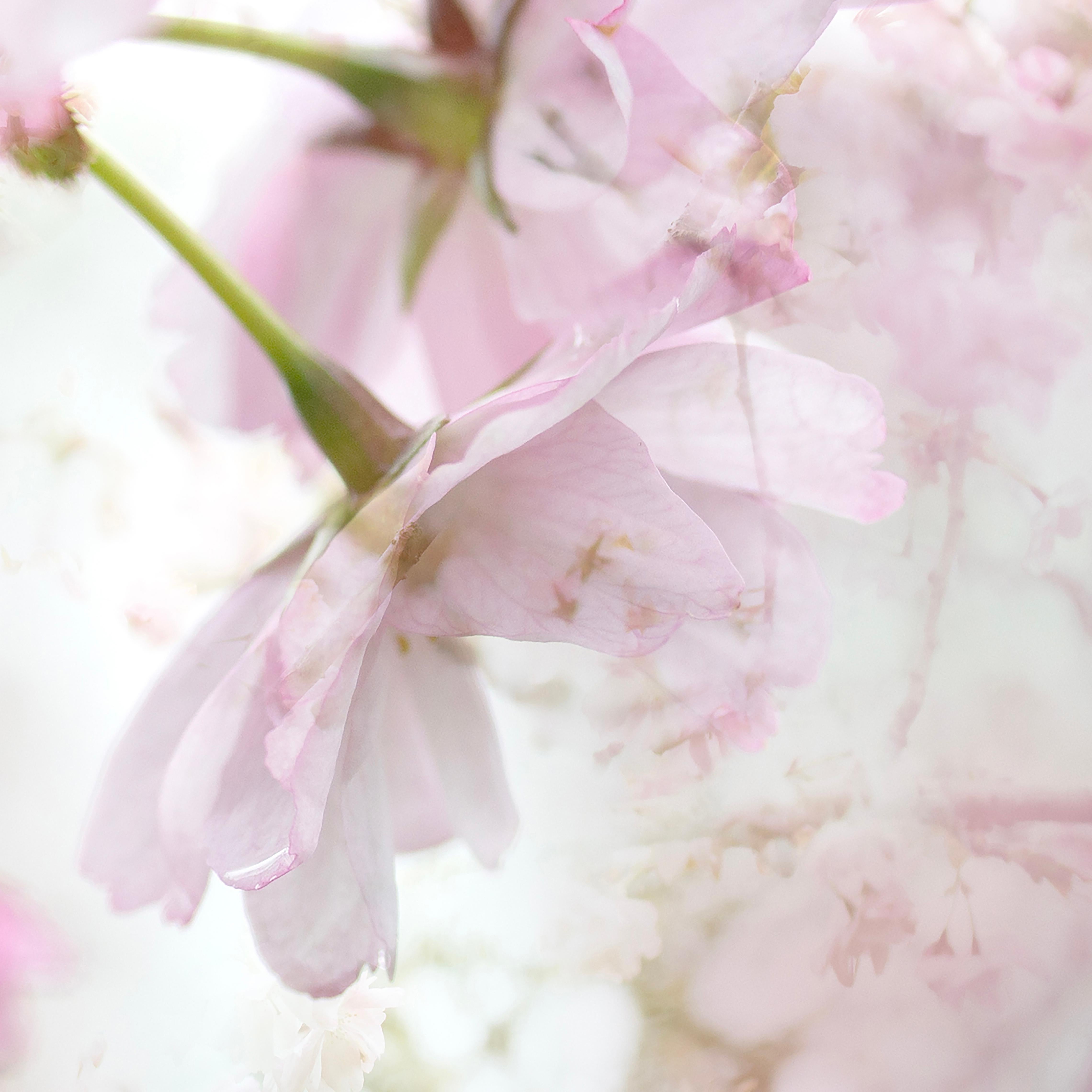 'Spring couplet' Photograph Cherry blossom Sakura flowers white pink nature - Gray Abstract Photograph by Sophia Milligan