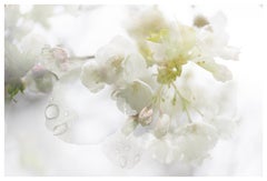 Photographie à grande échelle Printemps-Été fleur de cerisier Sakura fleur vert blanc