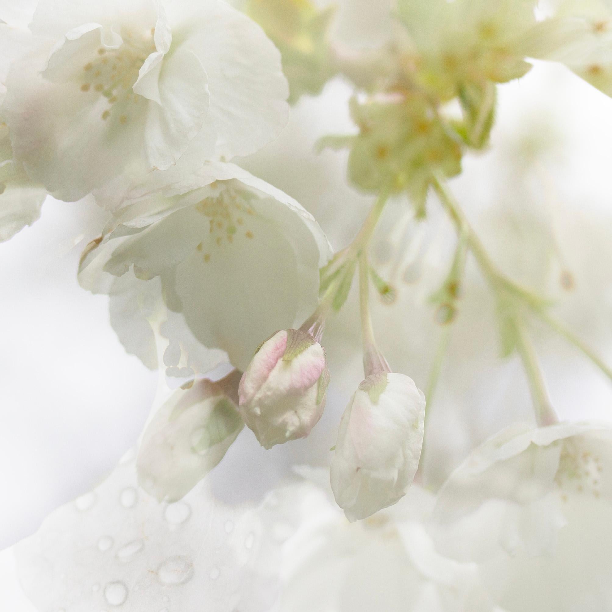 'Spring Rain' Photograph Cherry blossom Sakura flowers green white nature - Gray Abstract Photograph by Sophia Milligan