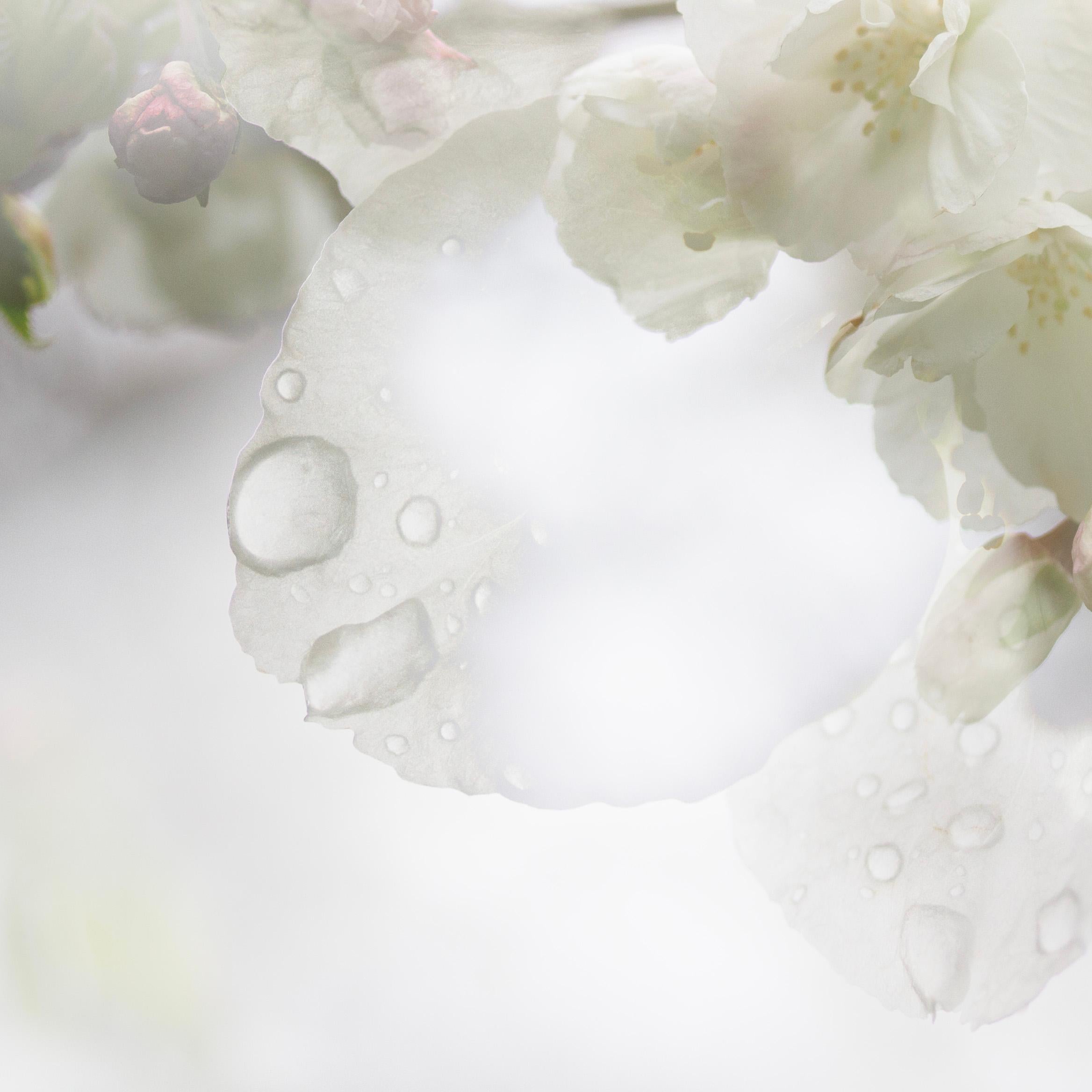 Spring Rain' Foto Kirschblüte Sakura Blumen grün weiß Nature (Grau), Abstract Photograph, von Sophia Milligan