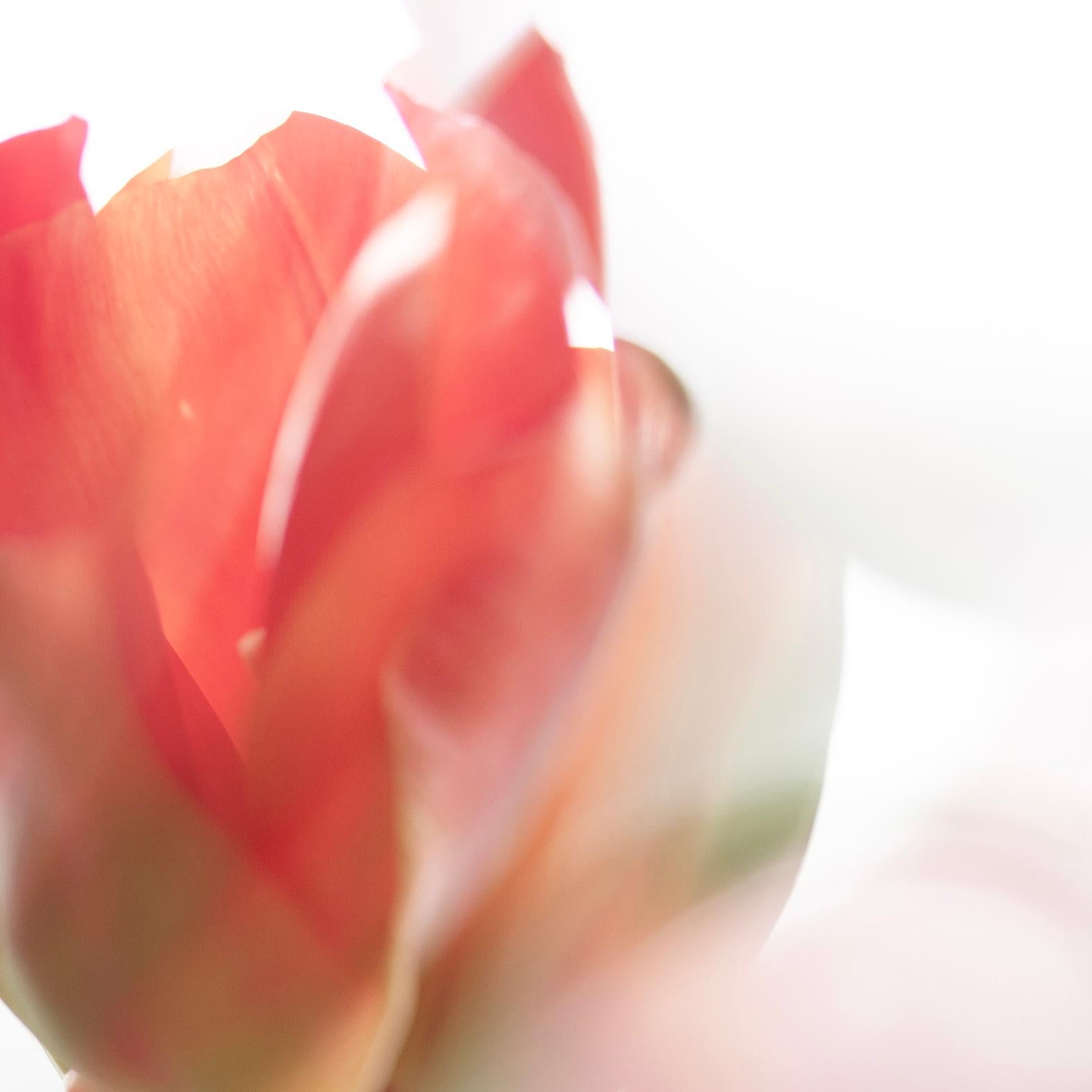 „Sunday's Tulips (I)“ Großformatige Fotografie kräftige Blume pastellrot orangeweiß (Zeitgenössisch), Photograph, von Sophia Milligan