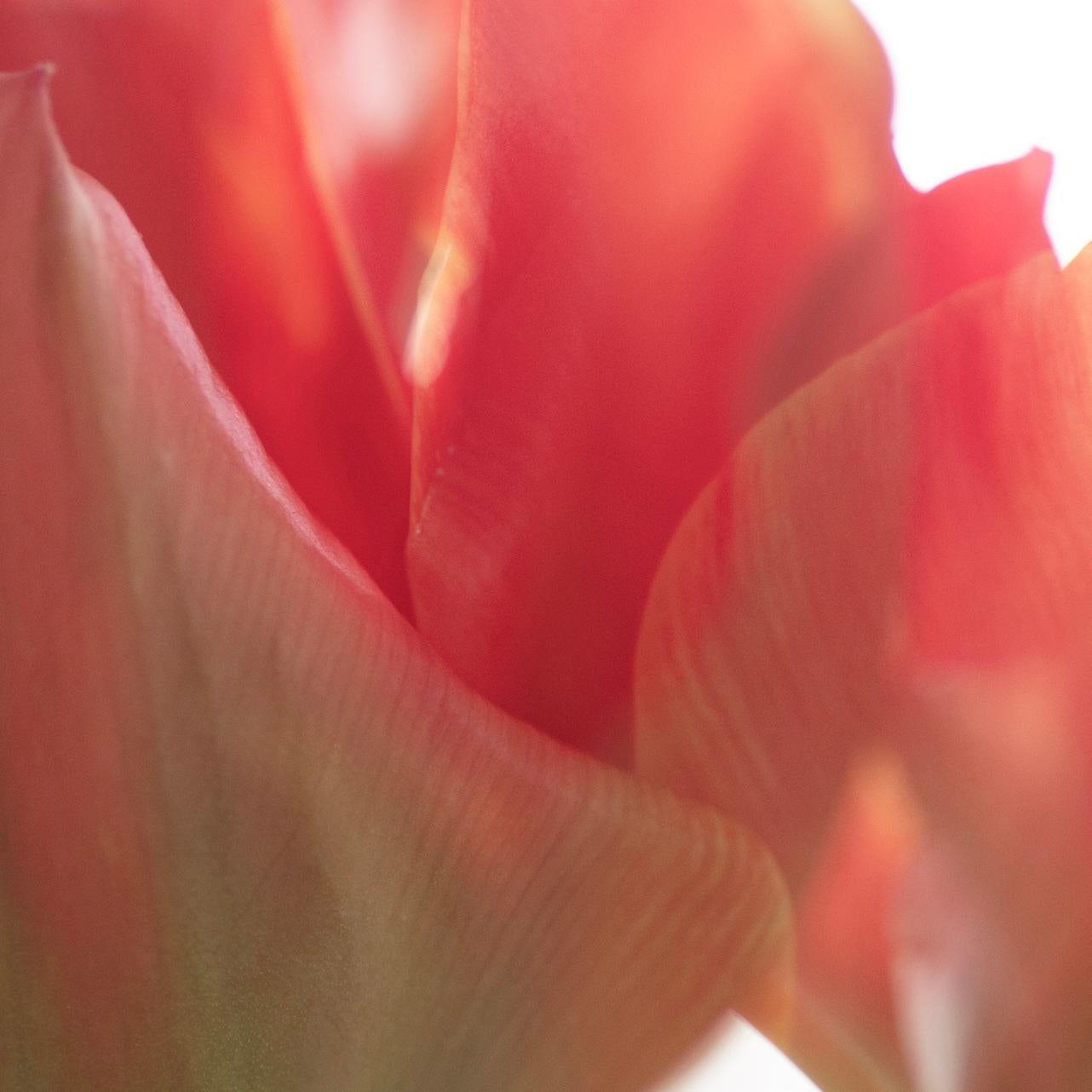 „Sunday's Tulips (I)“ Großformatige Fotografie kräftige Blume pastellrot orangeweiß (Orange), Abstract Photograph, von Sophia Milligan