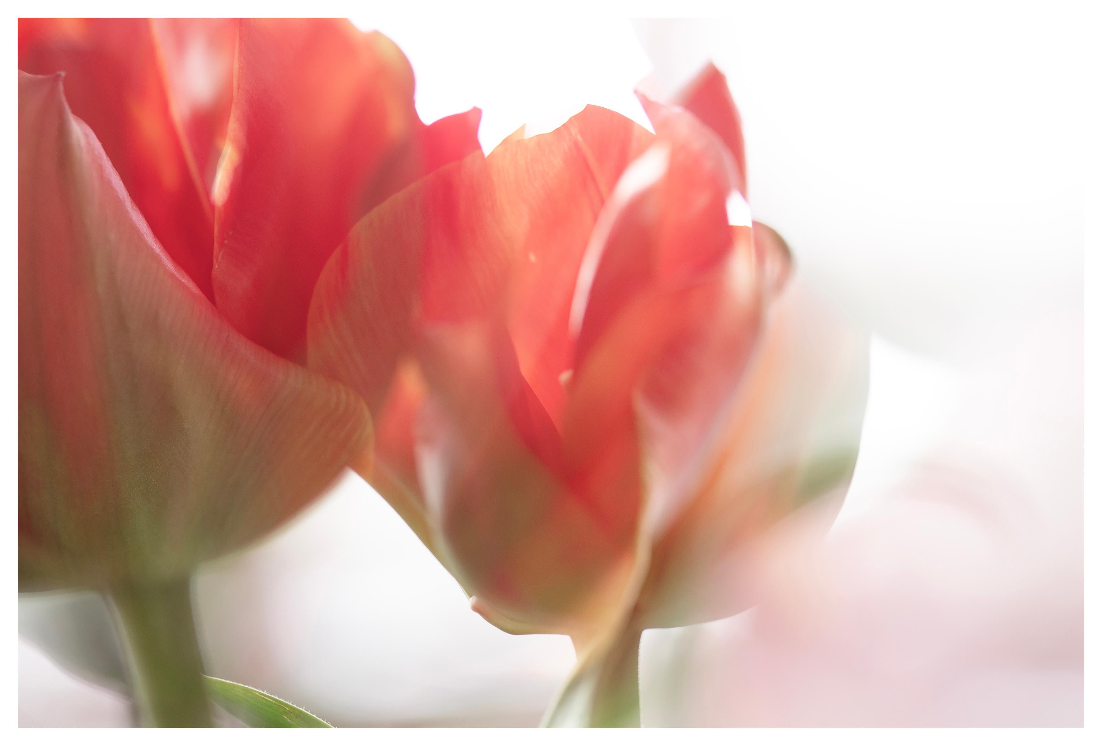 „Sunday's Tulips (I)“ Großformatige Fotografie kräftige Blume pastellrot orangeweiß
