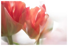 Used 'Sunday's Tulips (I)' Large Scale Photograph bold flower pastel red orange white