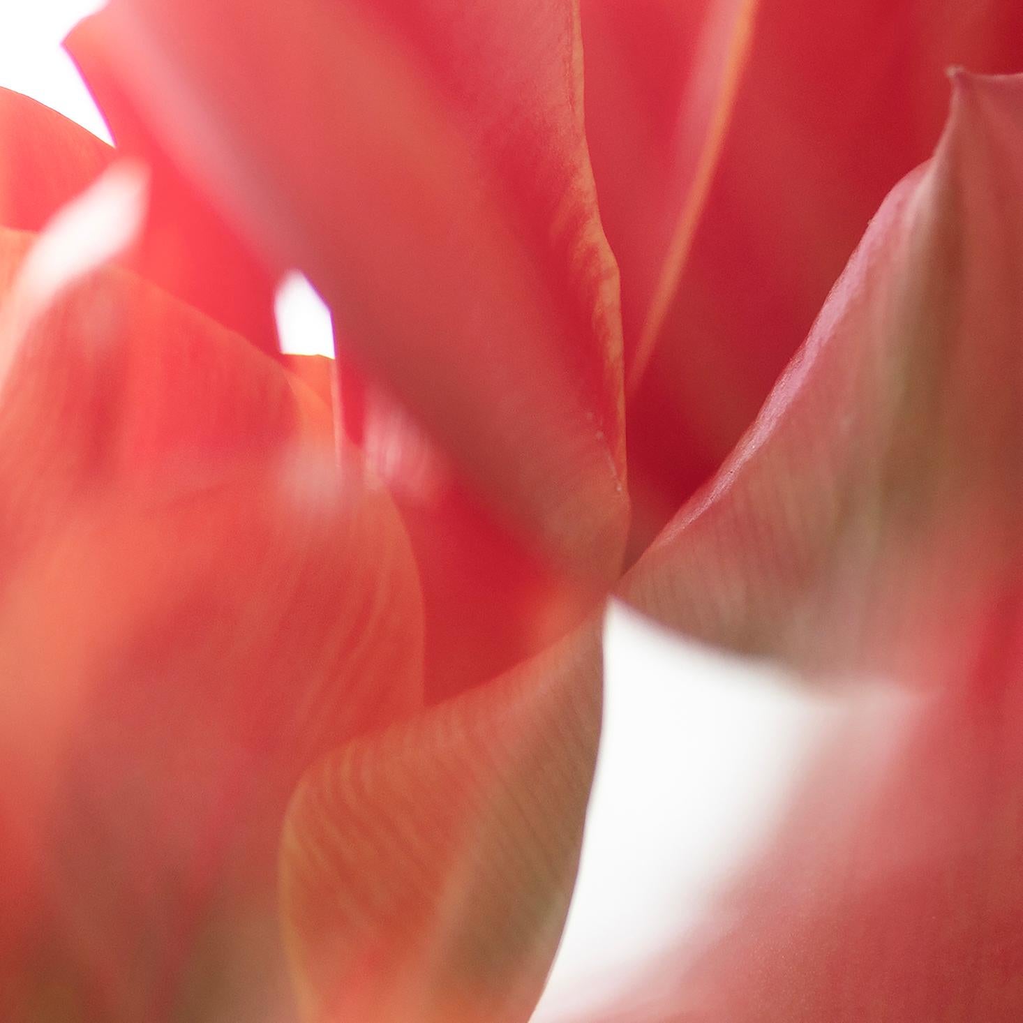 « Sunday's Tulips (II) » Grande échelle Photo audacieuse fleur pastel rouge orange blanc - Contemporain Photograph par Sophia Milligan