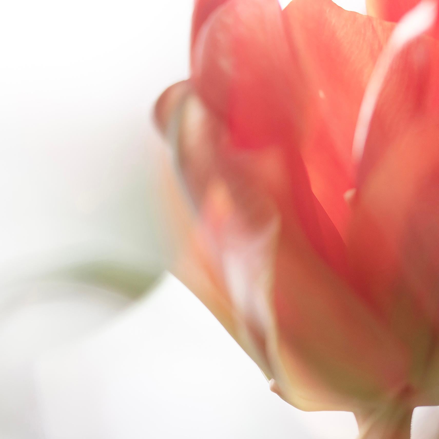 « Sunday's Tulips (II) » Grande échelle Photo audacieuse fleur pastel rouge orange blanc - Orange Color Photograph par Sophia Milligan
