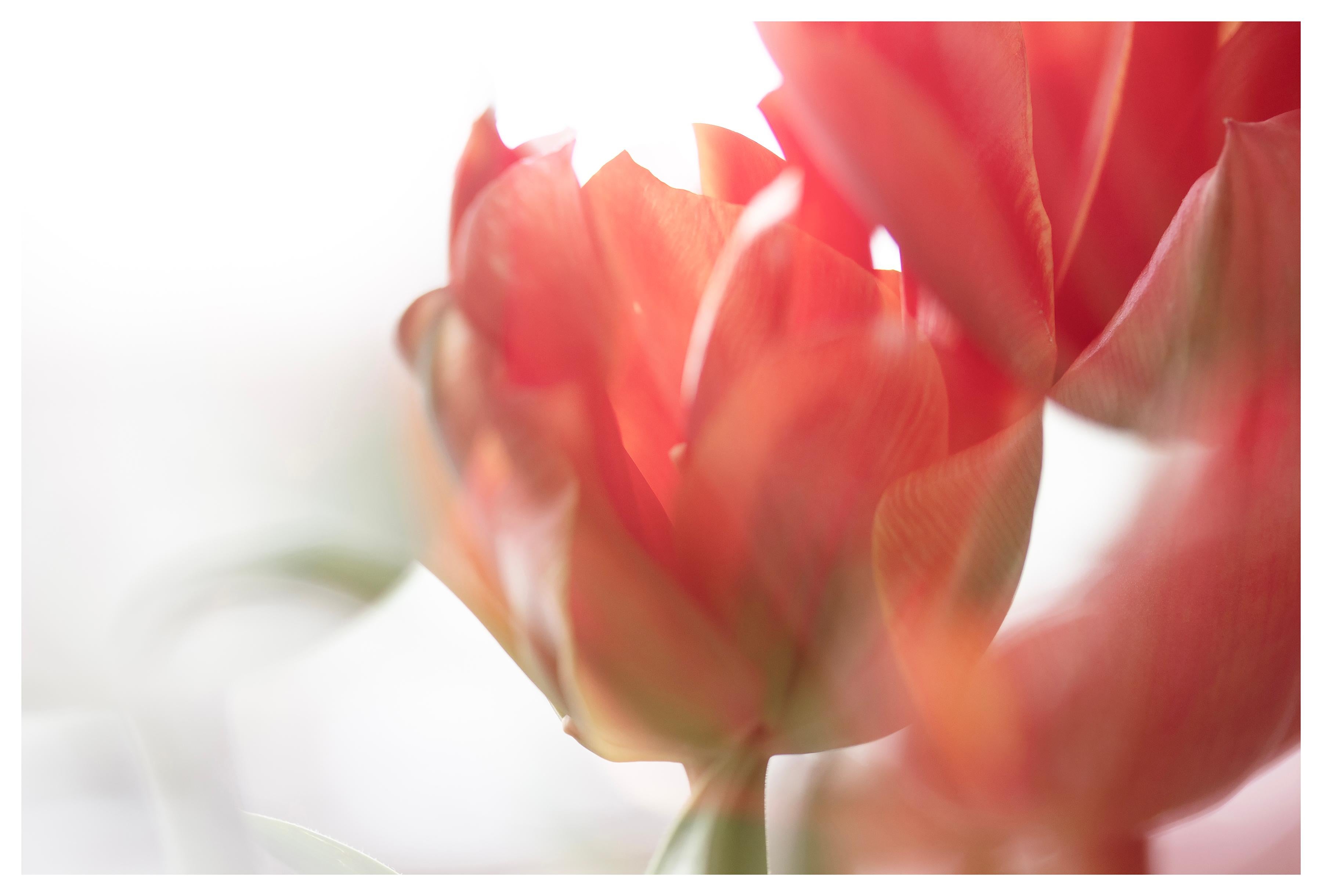 Sophia Milligan Abstract Photograph - 'Sunday's Tulips (II)' Large Scale Photo bold flower pastel red orange white