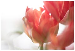 „Sunday's Tulips (II)“ Großformatiges Foto kräftige Blume pastellrot orangeweiß
