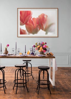 'Sunday's Tulips (III)' Large Scale Photo bold flower pastel red orange white