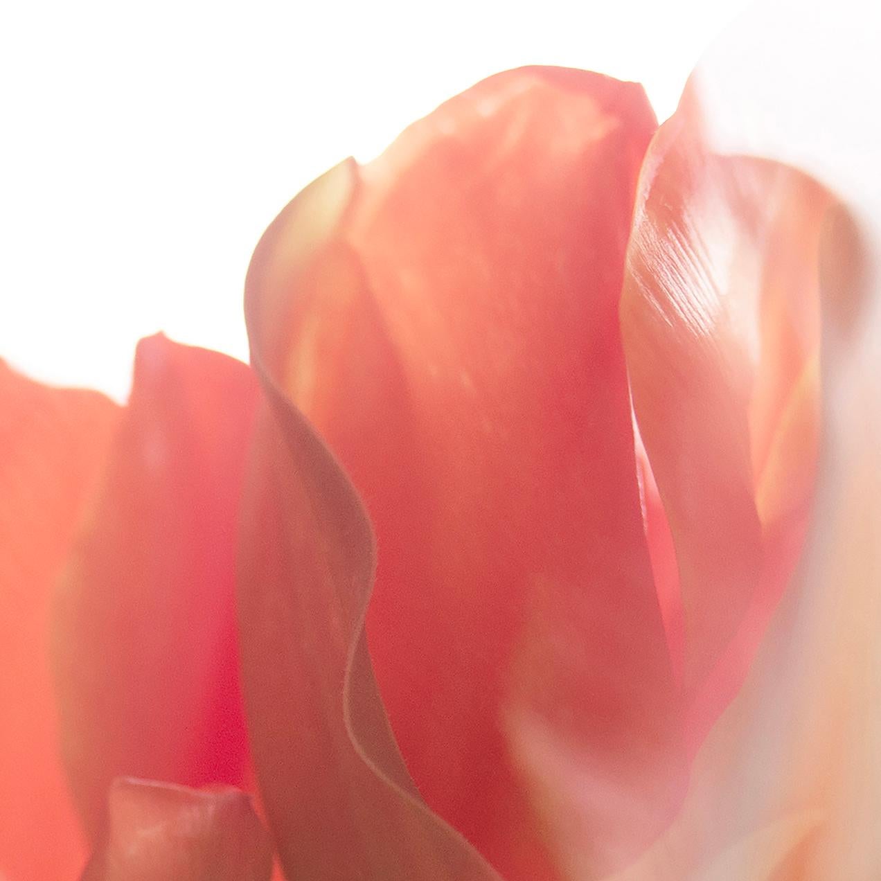 « Sunday's Tulips (III) » Grande échelle Photo audacieuse fleur pastel rouge orange blanc - Contemporain Photograph par Sophia Milligan
