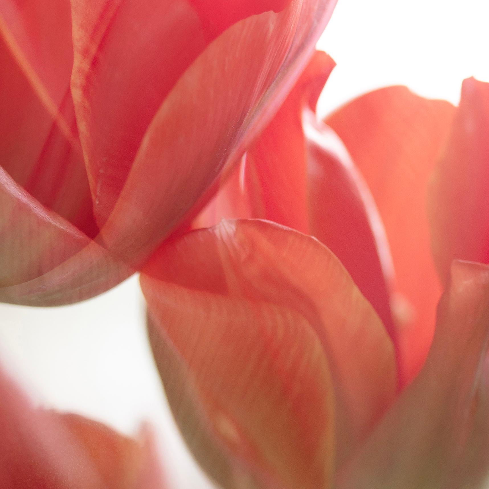 „Sunday's Tulips (III)“ Großformatiges Foto kräftige Blume pastellrot orangeweiß (Orange), Color Photograph, von Sophia Milligan