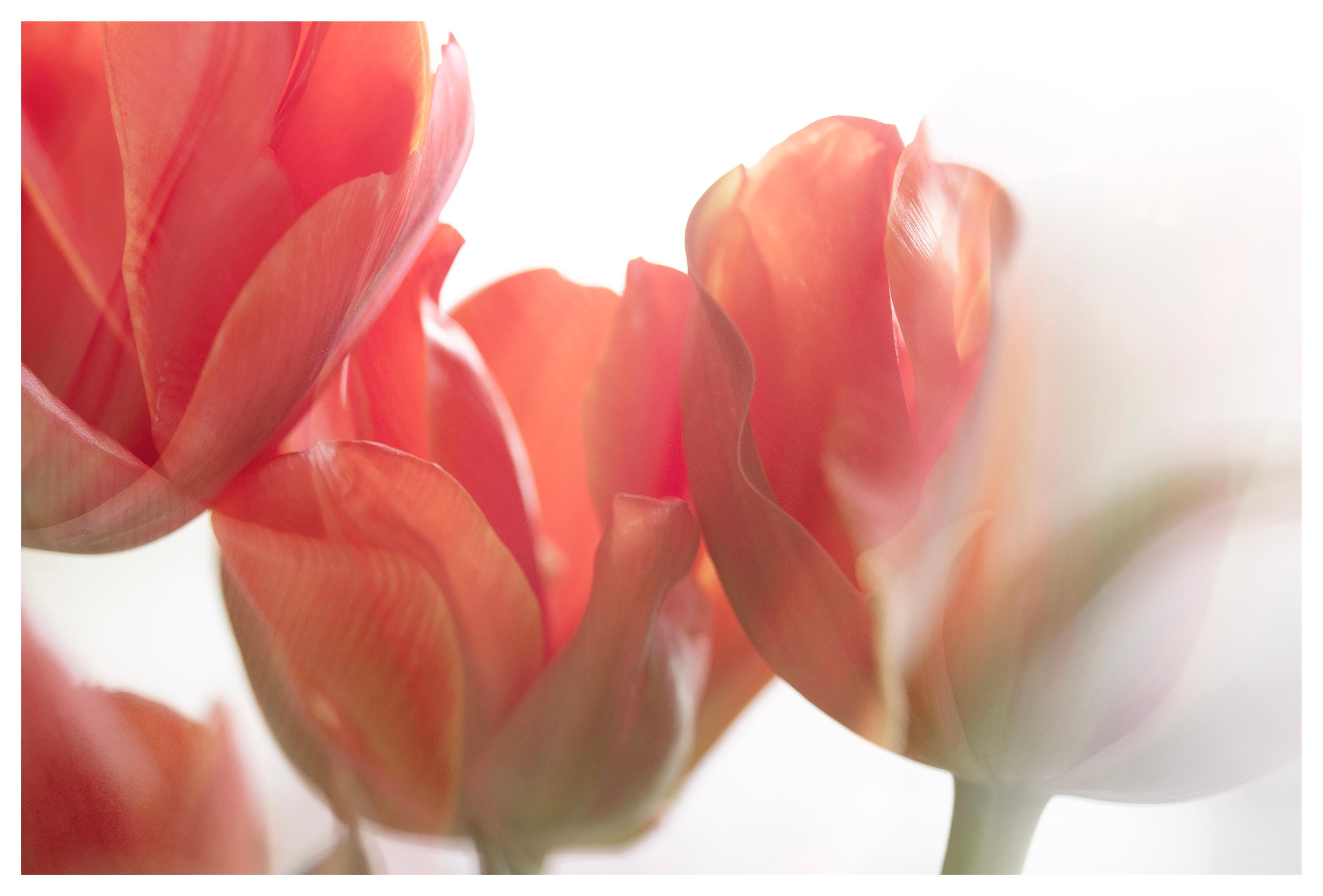 Color Photograph Sophia Milligan - « Sunday's Tulips (III) » Grande échelle Photo audacieuse fleur pastel rouge orange blanc