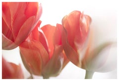 Used 'Sunday's Tulips (III)' Large Scale Photo bold flower pastel red orange white