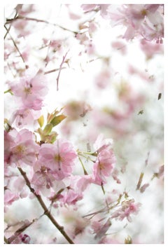 Großformatiges Foto „Der Optimismus des Frühlings“ Kirschblüten-Sakura-Blumen in Rosa