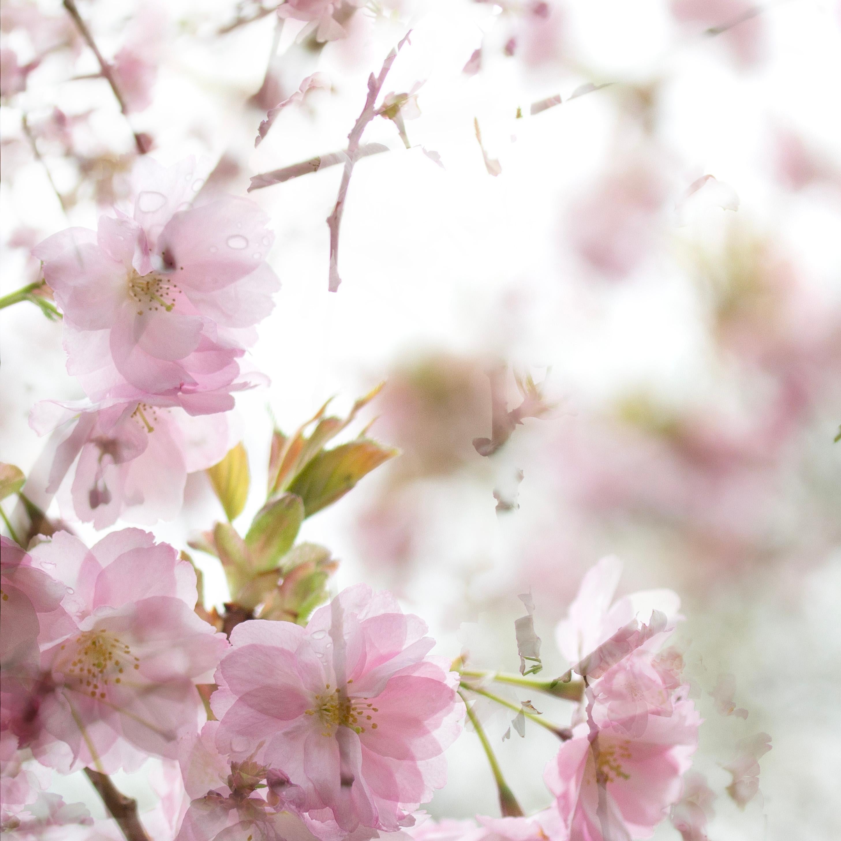 „The Optimism of Spring“ Fotografie Kirschblüte Sakura Blumen Grün Rosa (Zeitgenössisch), Photograph, von Sophia Milligan