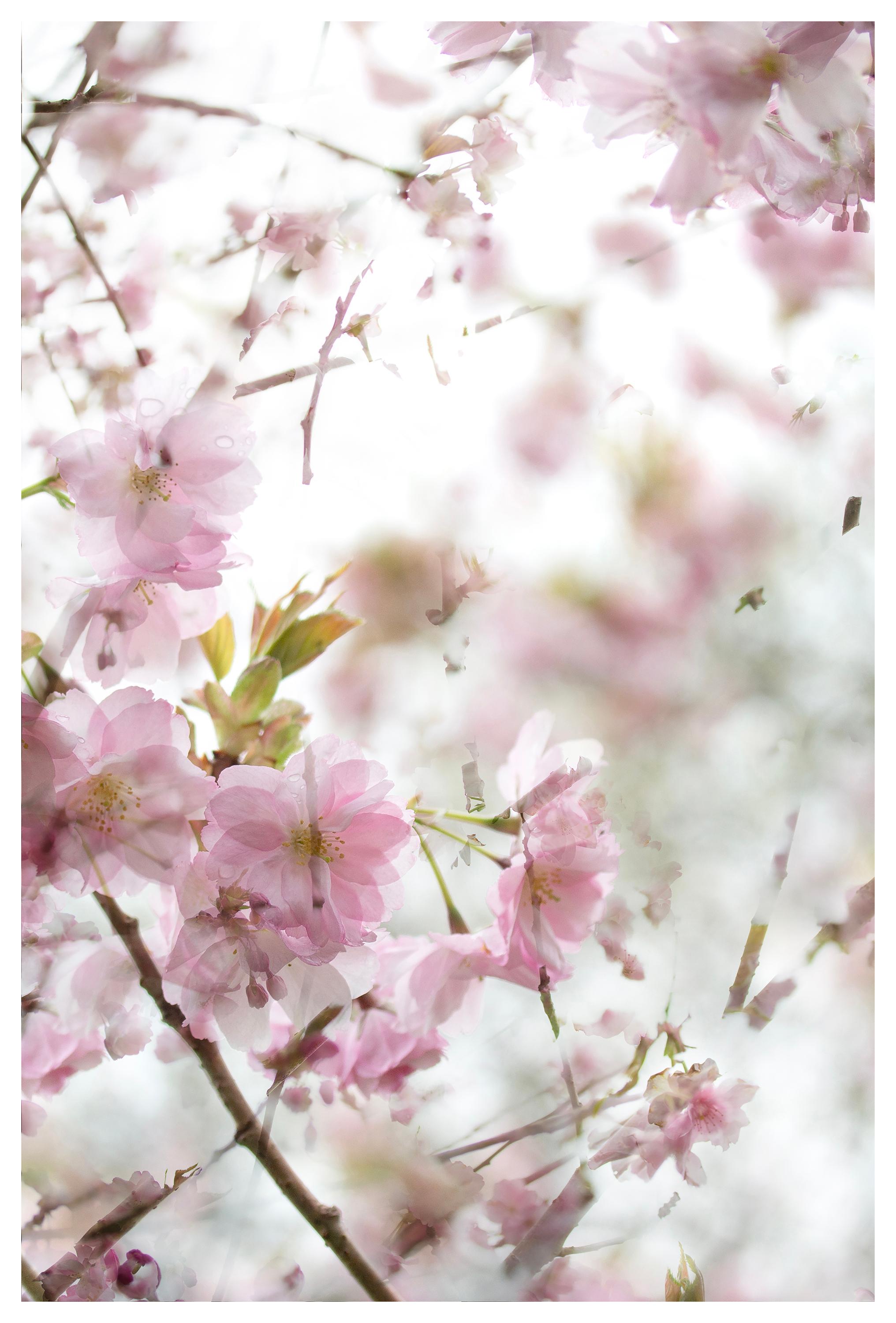 Sophia Milligan Landscape Photograph - 'The Optimism of Spring' Photograph Cherry blossom Sakura flowers green pink