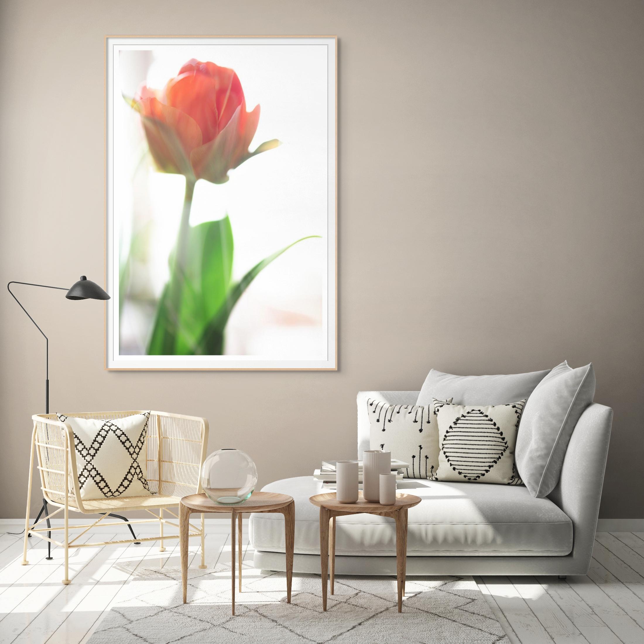 'Tulip Awakening' Large Scale Photograph bold flower pastel red orange white - Brown Color Photograph by Sophia Milligan