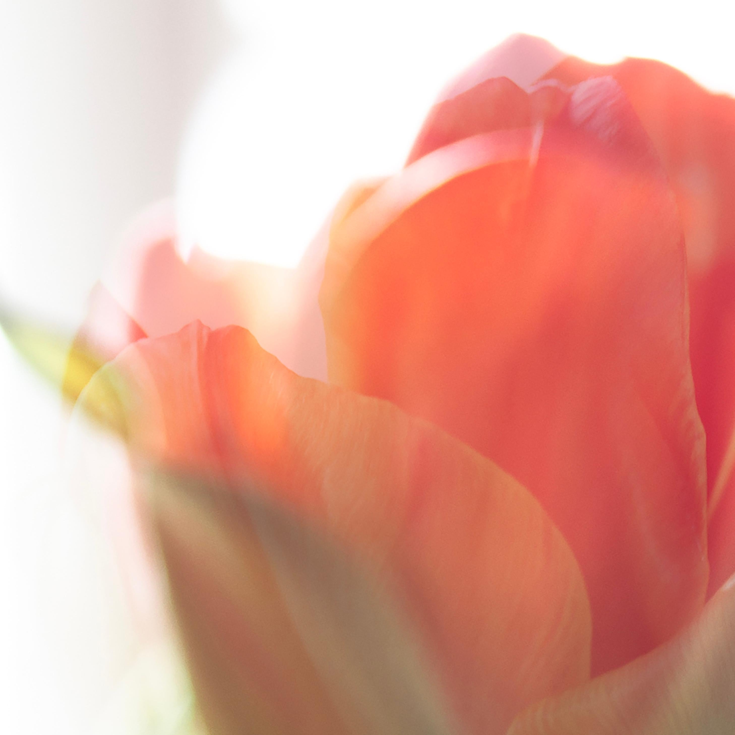 Großformatige Fotografie „Tulip Awakening“ kühne Blume Pastellrot Orange Weiß (Zeitgenössisch), Photograph, von Sophia Milligan