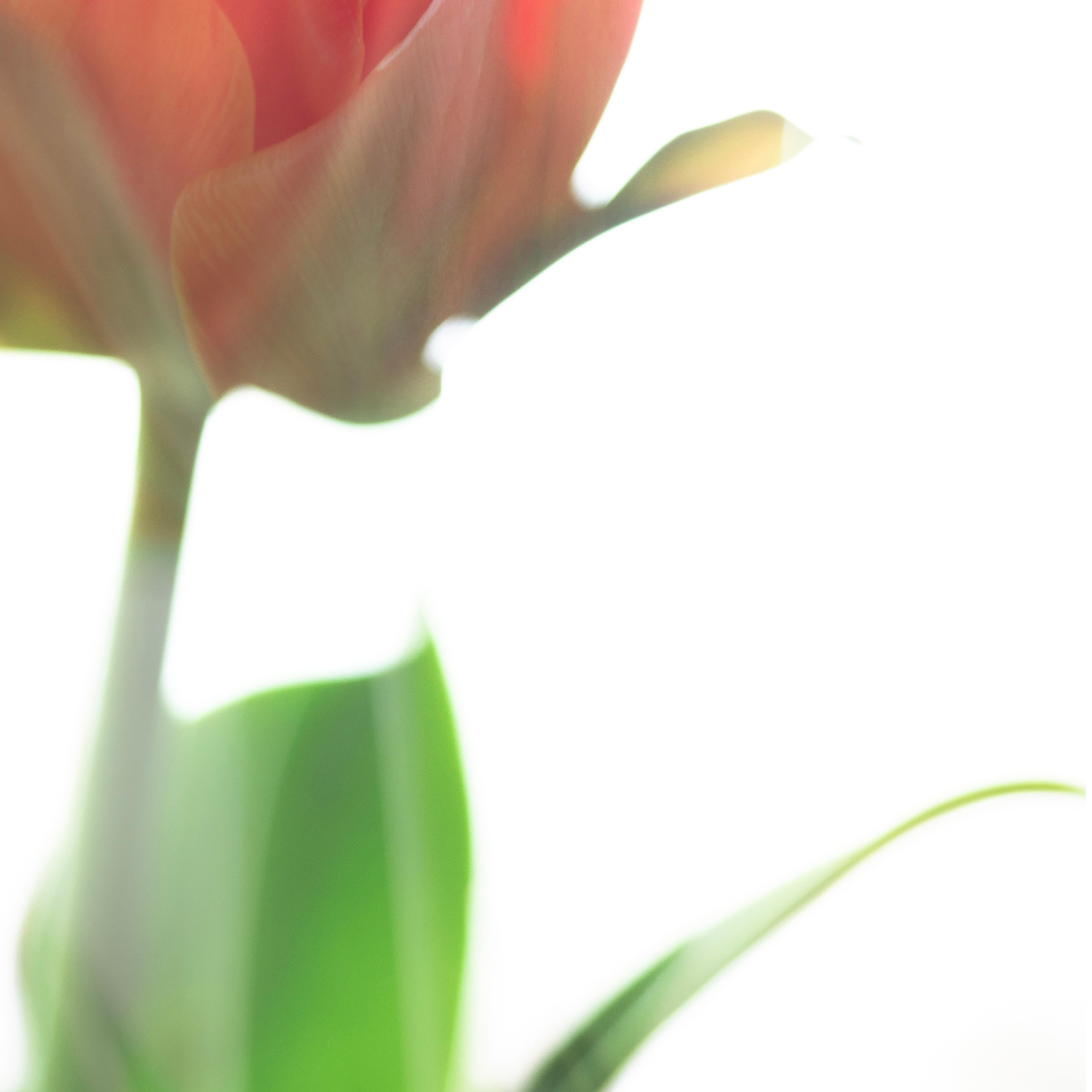 Großformatige Fotografie „Tulip Awakening“ kühne Blume Pastellrot Orange Weiß (Braun), Color Photograph, von Sophia Milligan