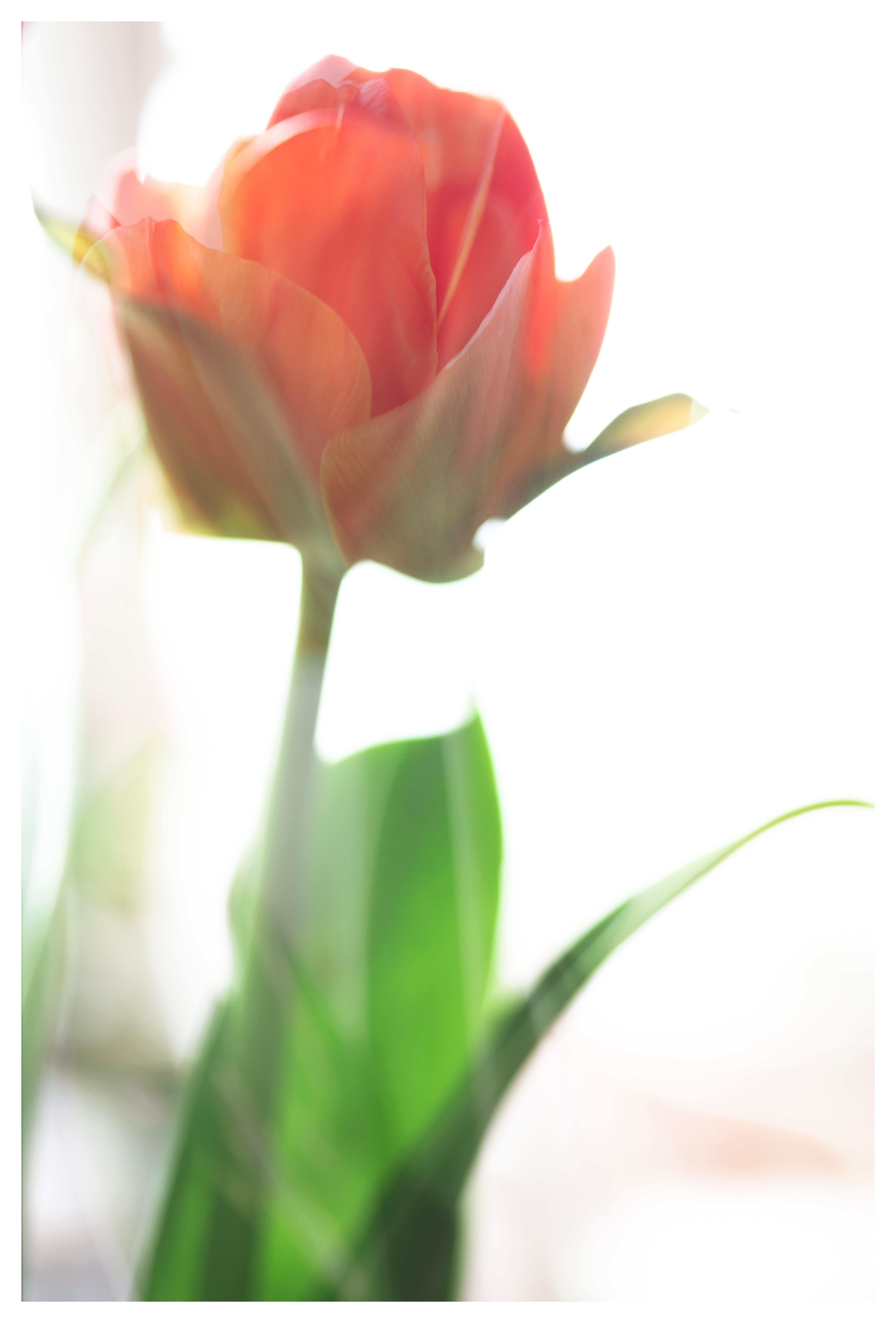 Sophia Milligan Color Photograph – Großformatige Fotografie „Tulip Awakening“ kühne Blume Pastellrot Orange Weiß