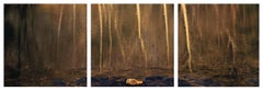 Wa-Kal-La" Fotografisches Triptychon Yosemite Wasser Wood Tree Stone Nature Gold 