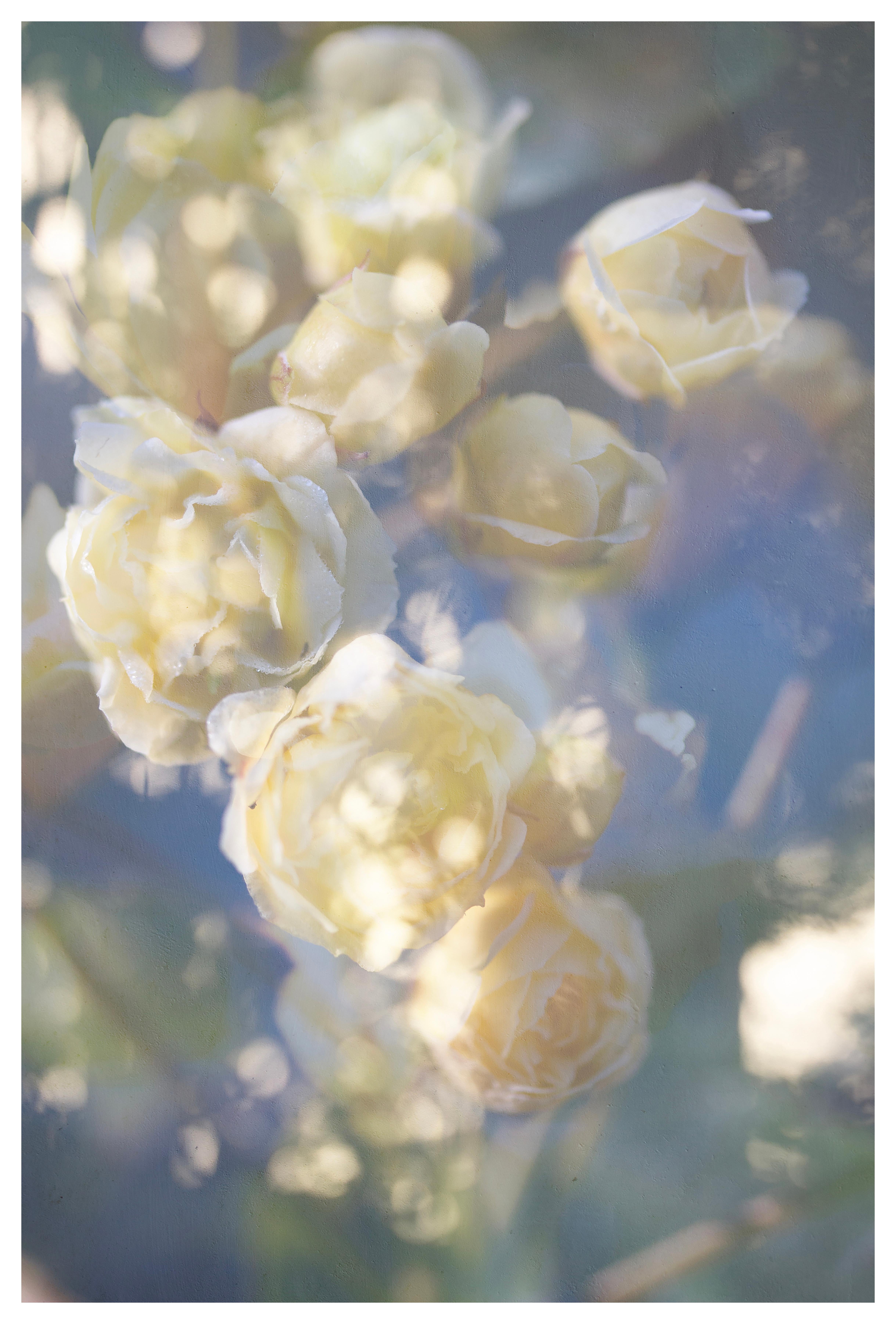 « Yellow is the Dawning of May », photographie à grande échelle de fleurs bleu vert pastel