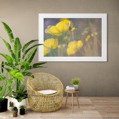 'Yellow Poppies' Large scale floral photo. Botanical yellow green
