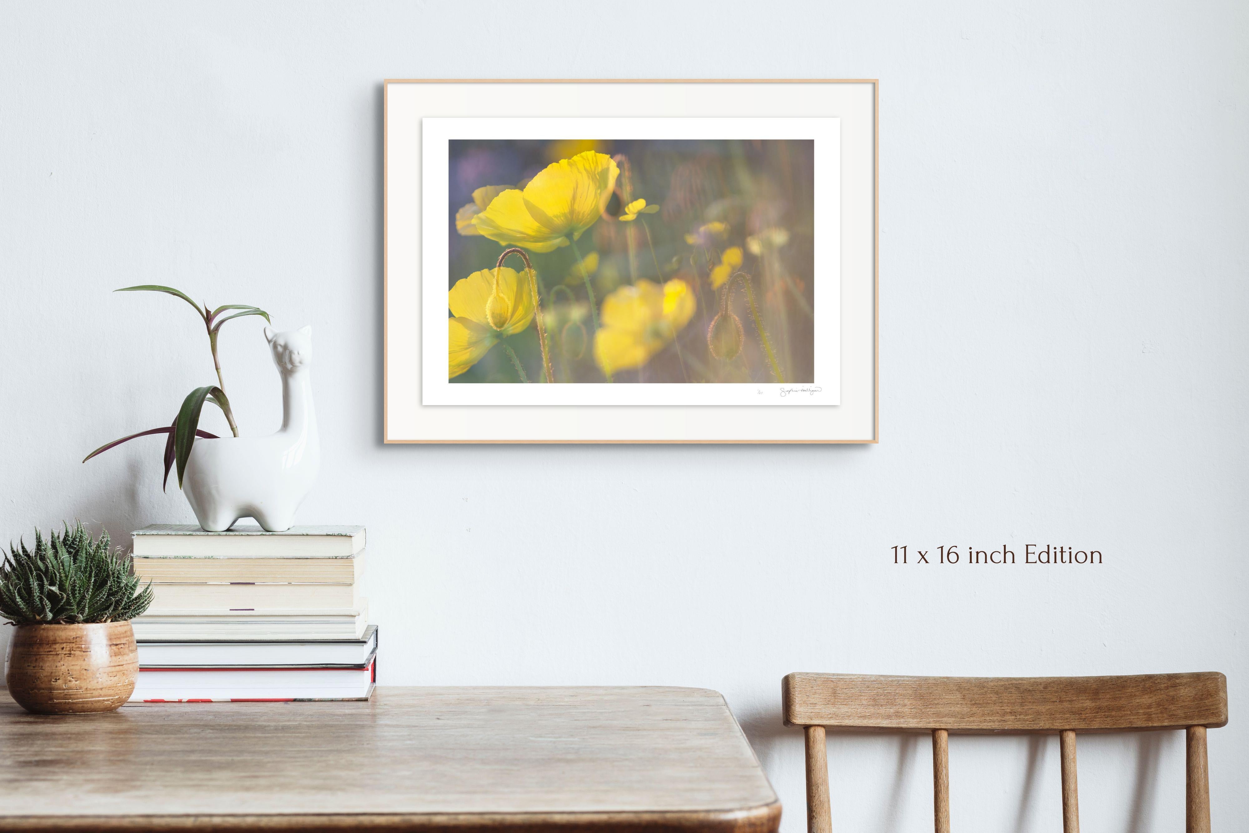 'Yellow Poppies' Large scale floral photo. Botanical yellow green - Brown Color Photograph by Sophia Milligan