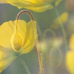 'Yellow Poppies' Photo en édition limitée floral botanique jaune vert 24 x 36"