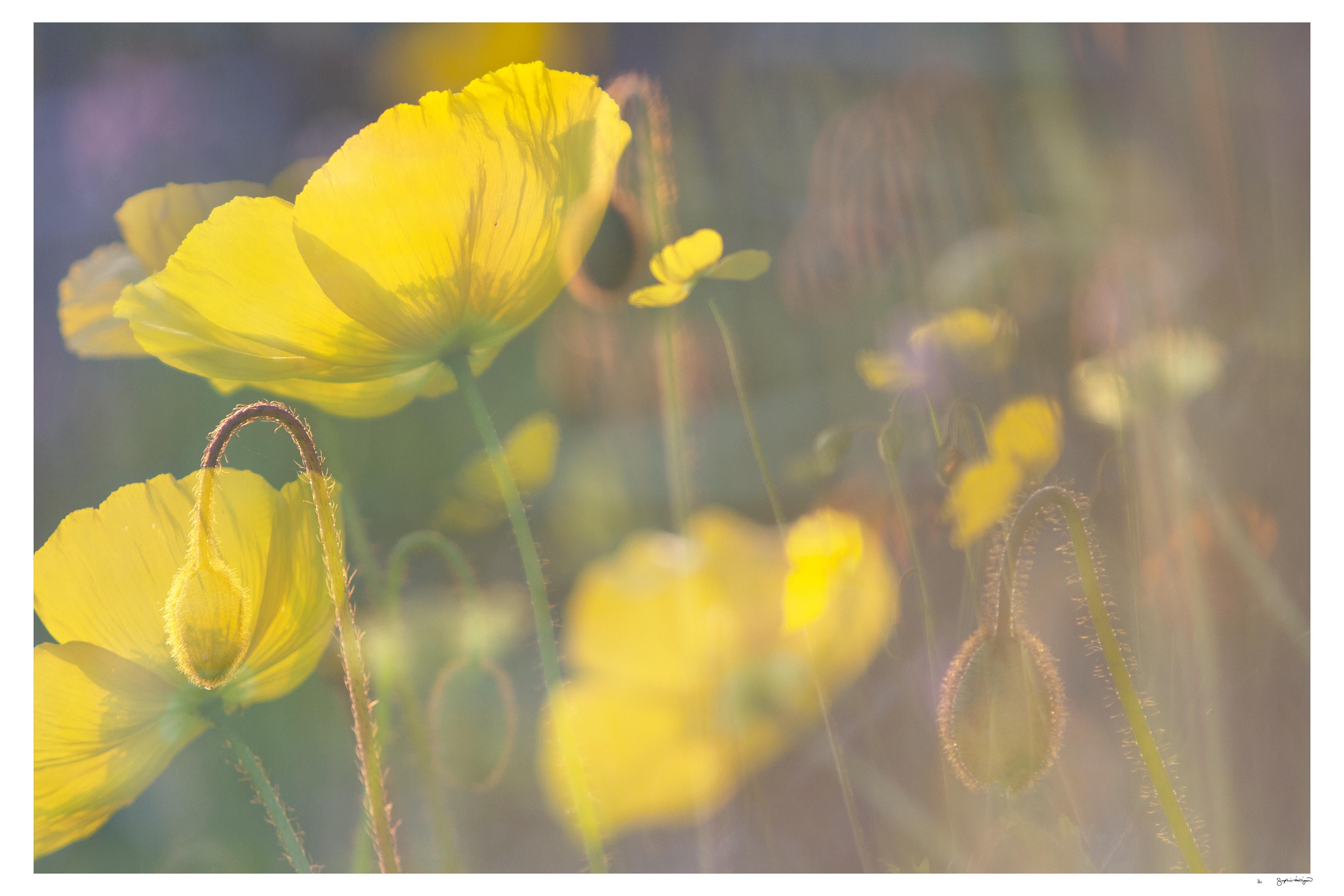 'Yellow Poppies' Photo en édition limitée floral botanique jaune vert 24 x 36"