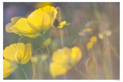 Used 'Yellow Poppies' Limited Edition photo floral botanical yellow green 24 x 36"