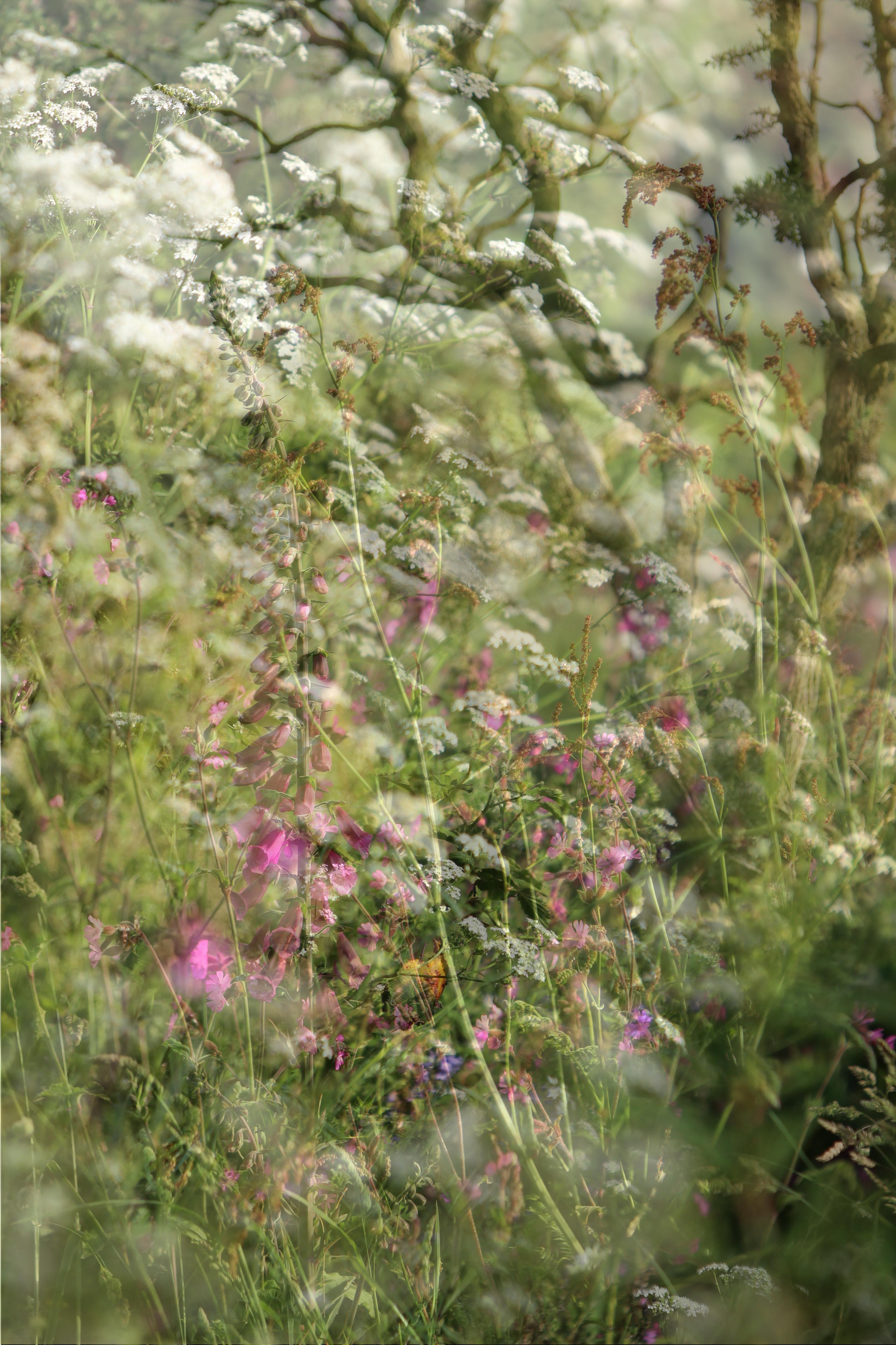 'Youth and the Wise' Large scale landscape photograph. Spring flowers green pink - Photograph by Sophia Milligan