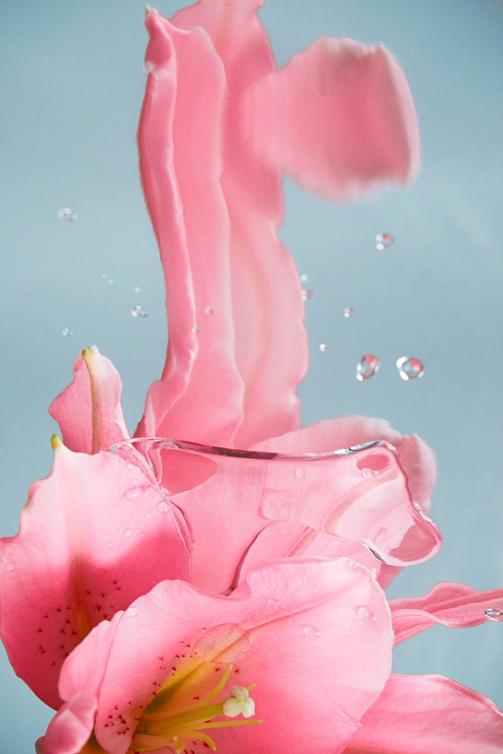 Sophie Delaporte Color Photograph - Flower, Pink, Freshness, Flowers#24