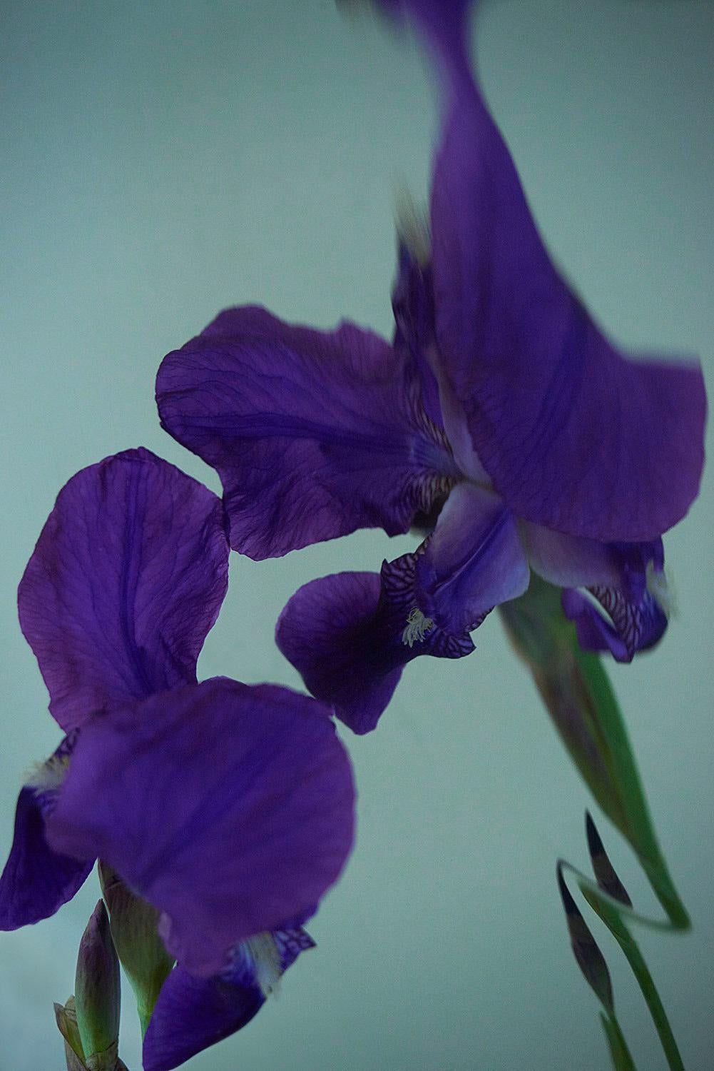 Sophie Delaporte Still-Life Photograph - Flower, Purple, Nature, Freshness