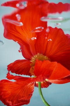 Flower, Red, Freshness