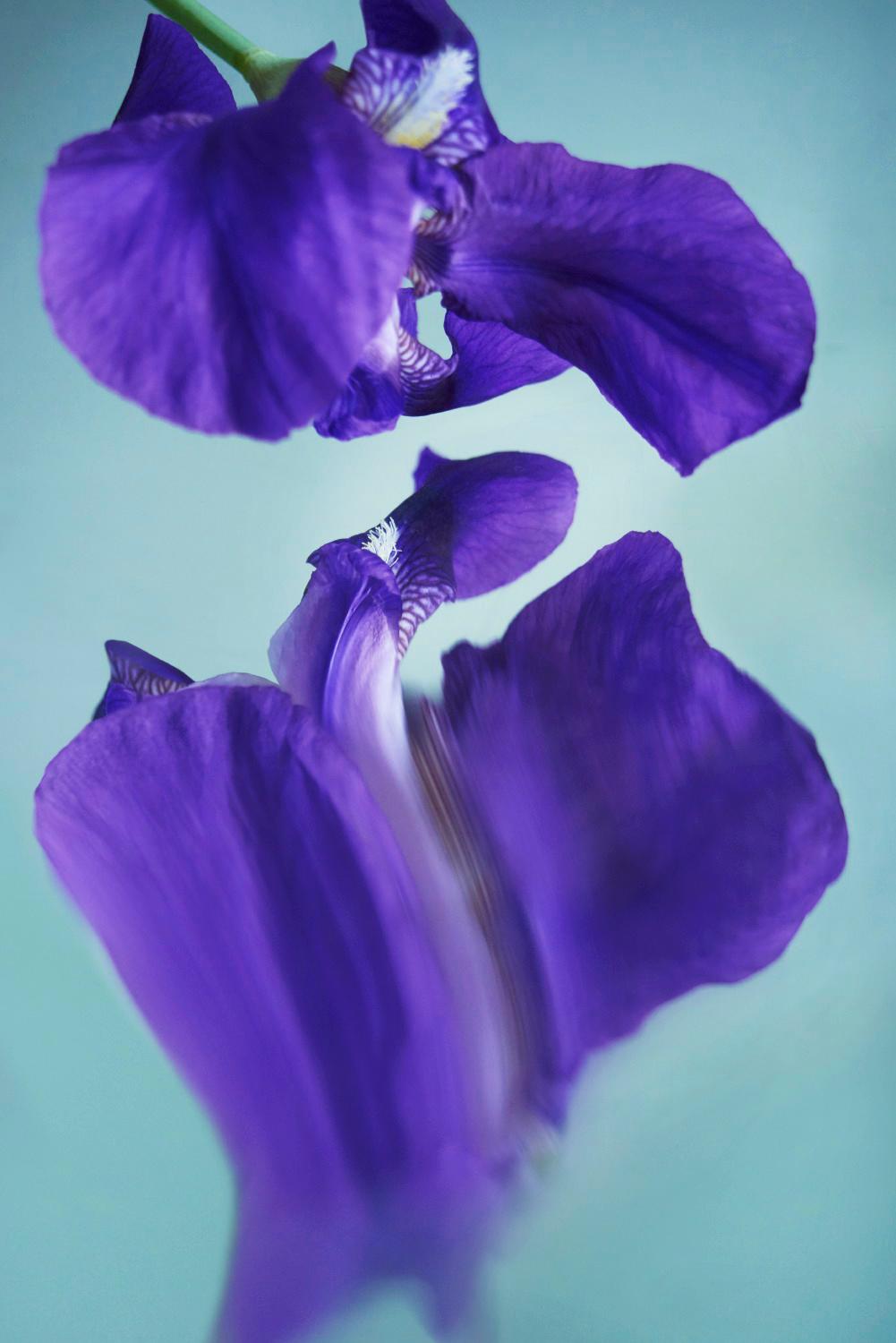 Sophie Delaporte Color Photograph - Flowers#07, flowers, purple, water